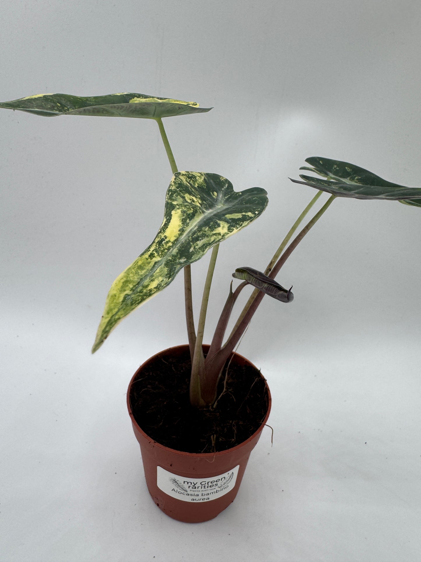 Alocasia bambino Aufea variegata