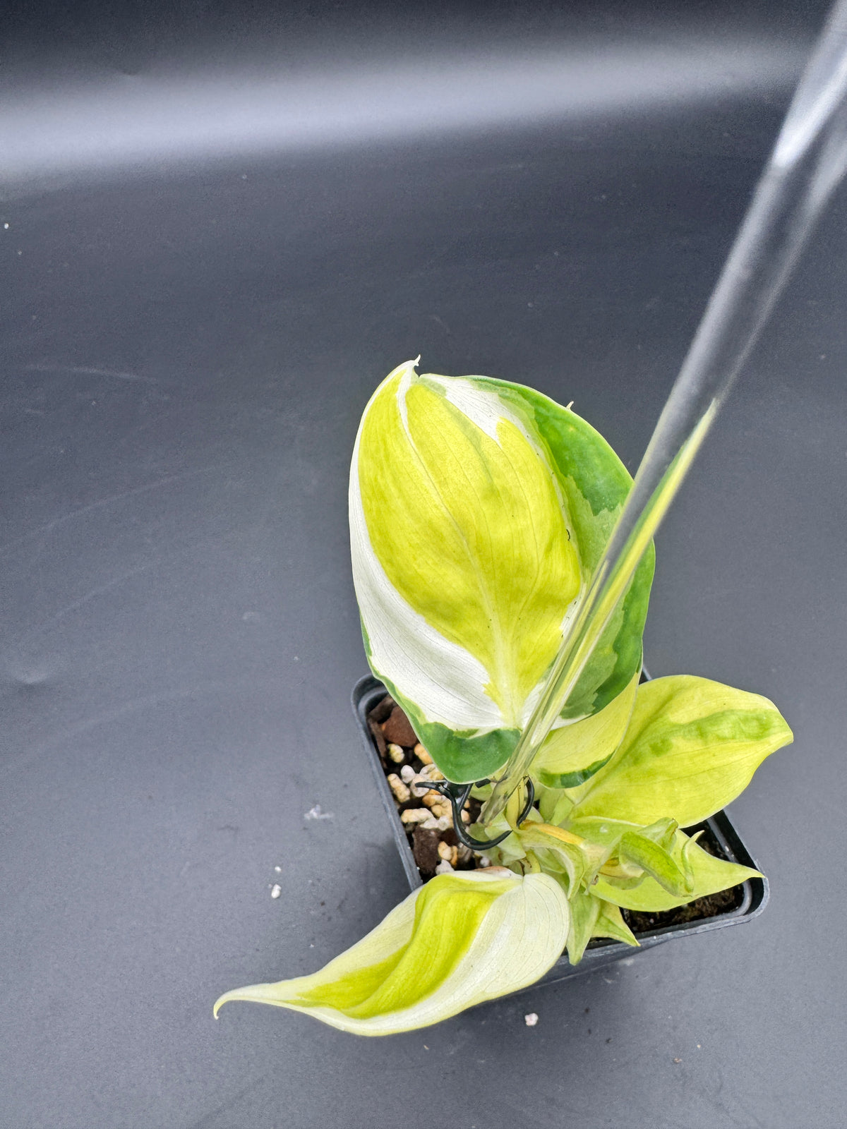 Philodendron cream splash