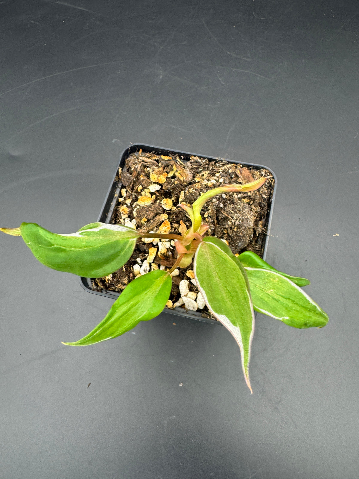 Philodendron micans velvet halo variegata.