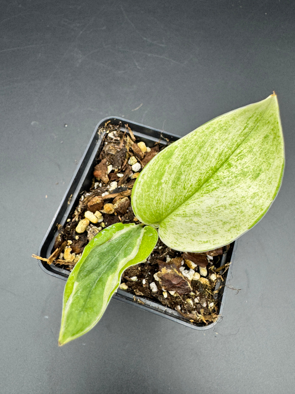 Scindapsus super Star
