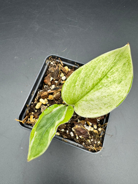 Scindapsus super Star