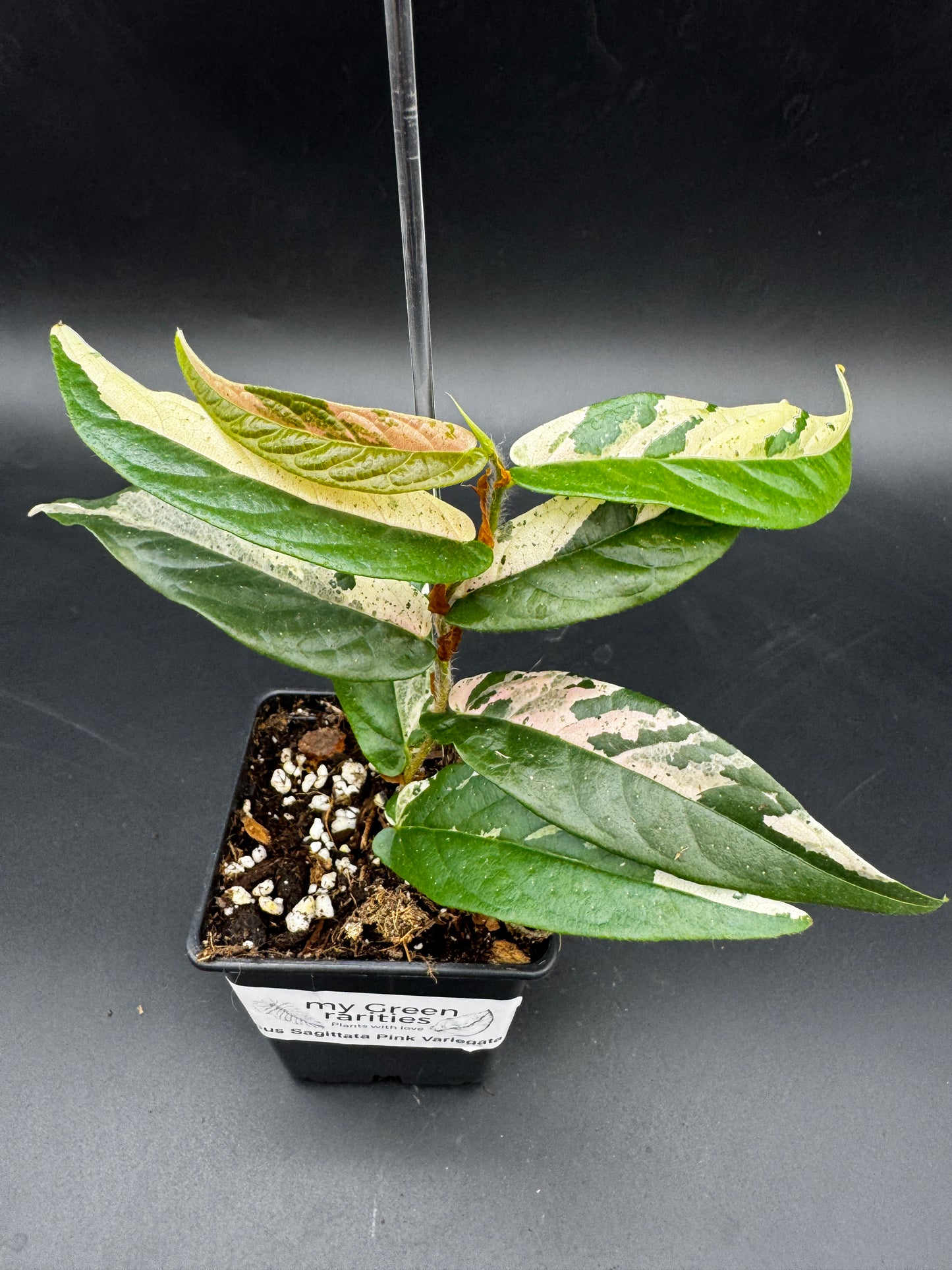 Ficus Sagittata Pink Variegata