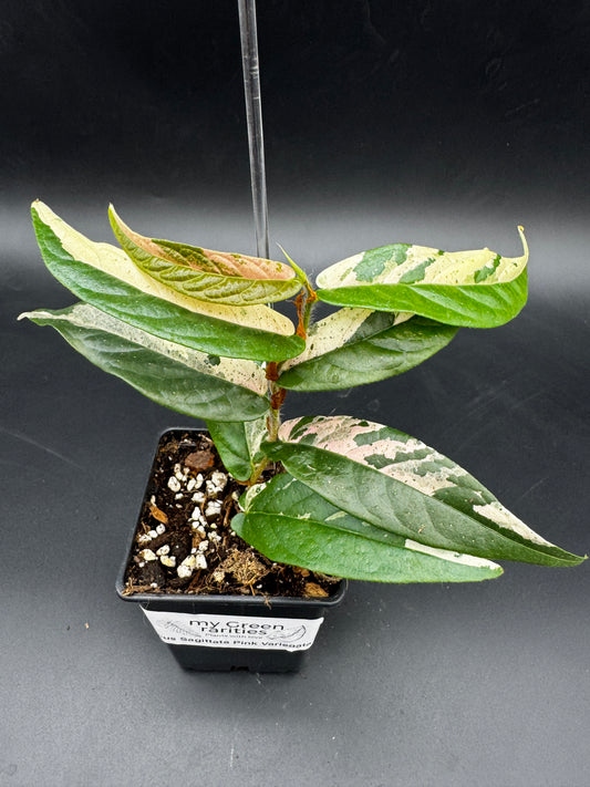Ficus Sagittata Pink Variegata
