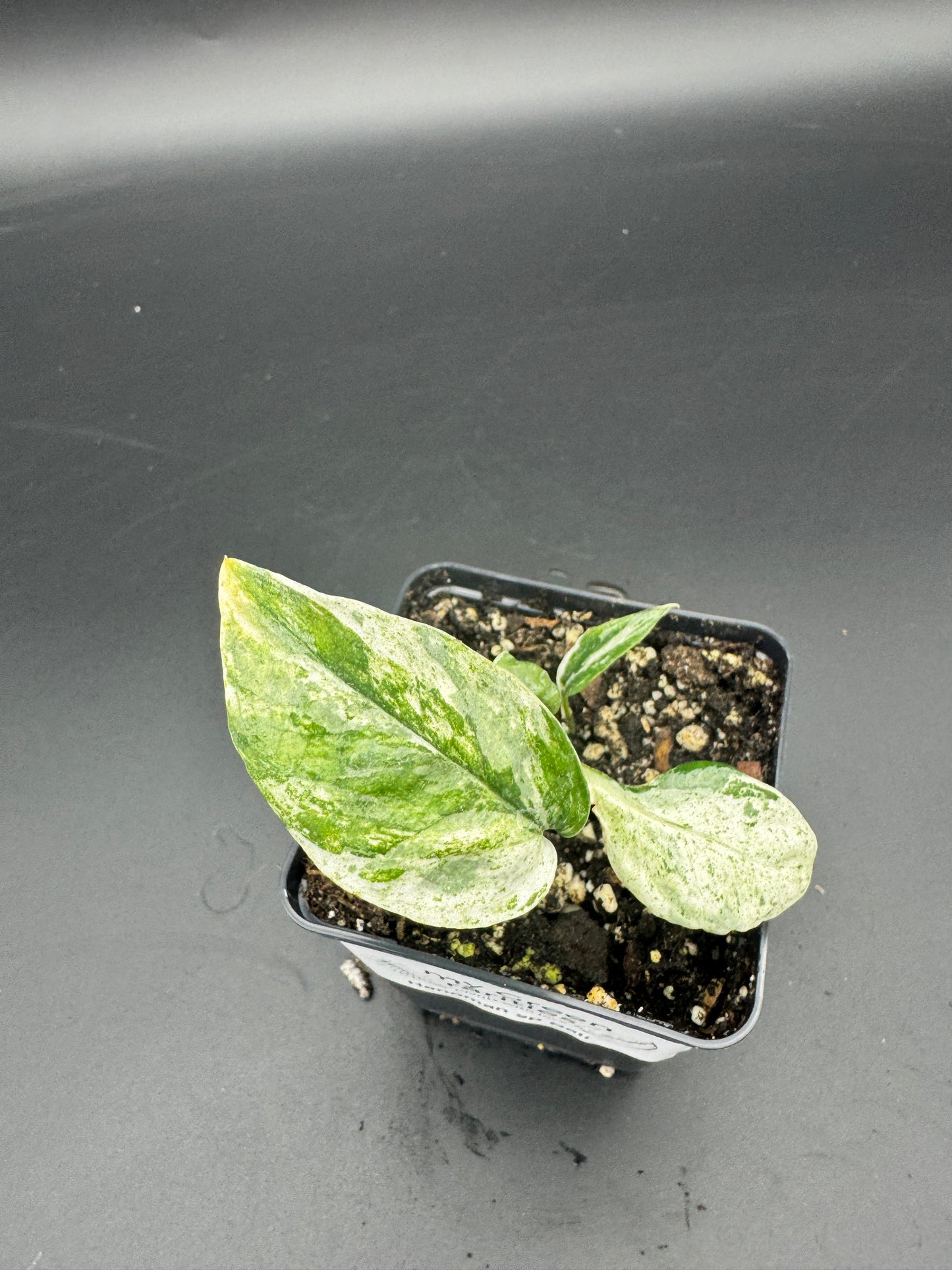 Epipremnum hanoman sp Bali