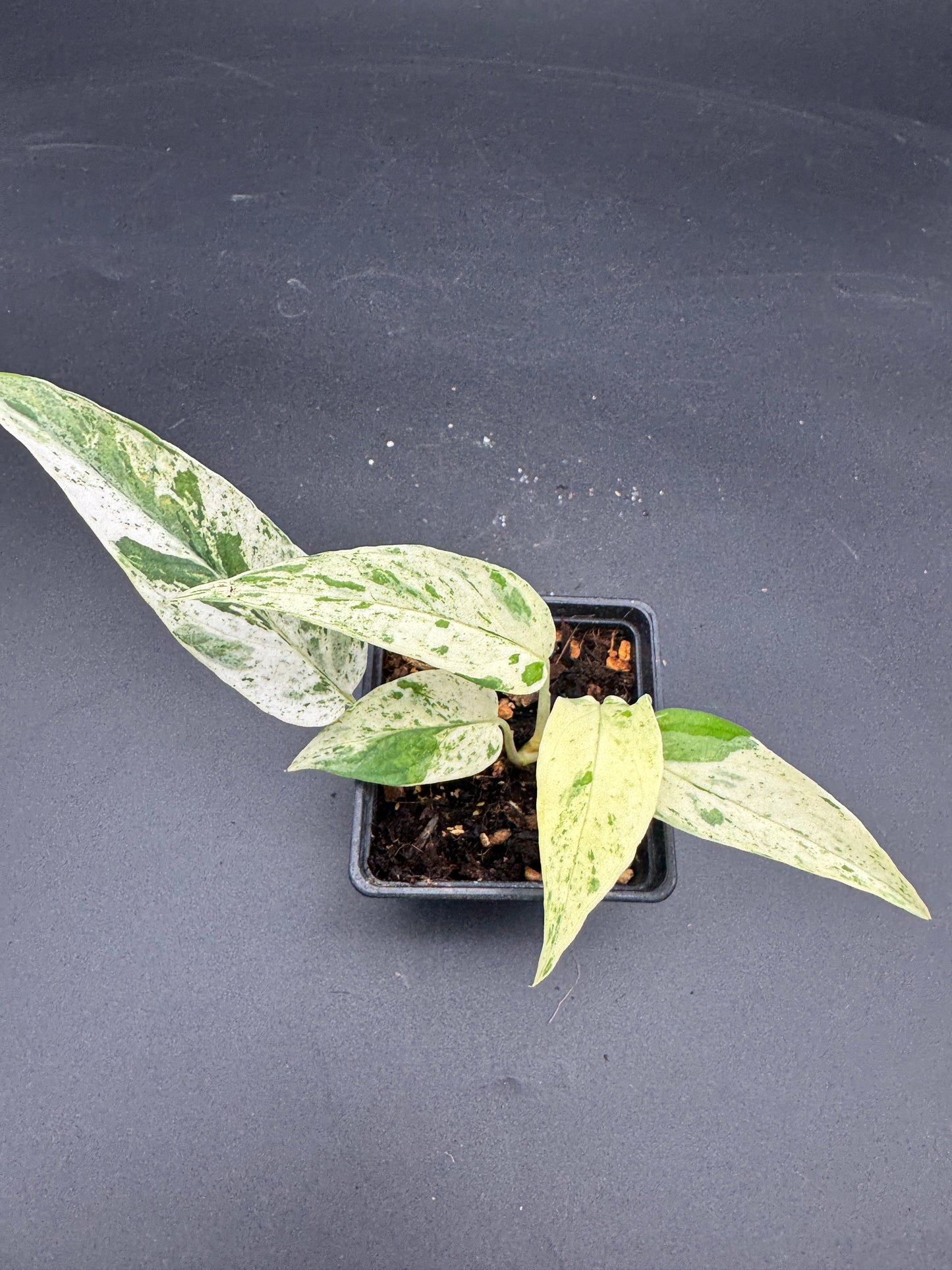 Epipremnum pinnatum cebu Blue Marble variegata