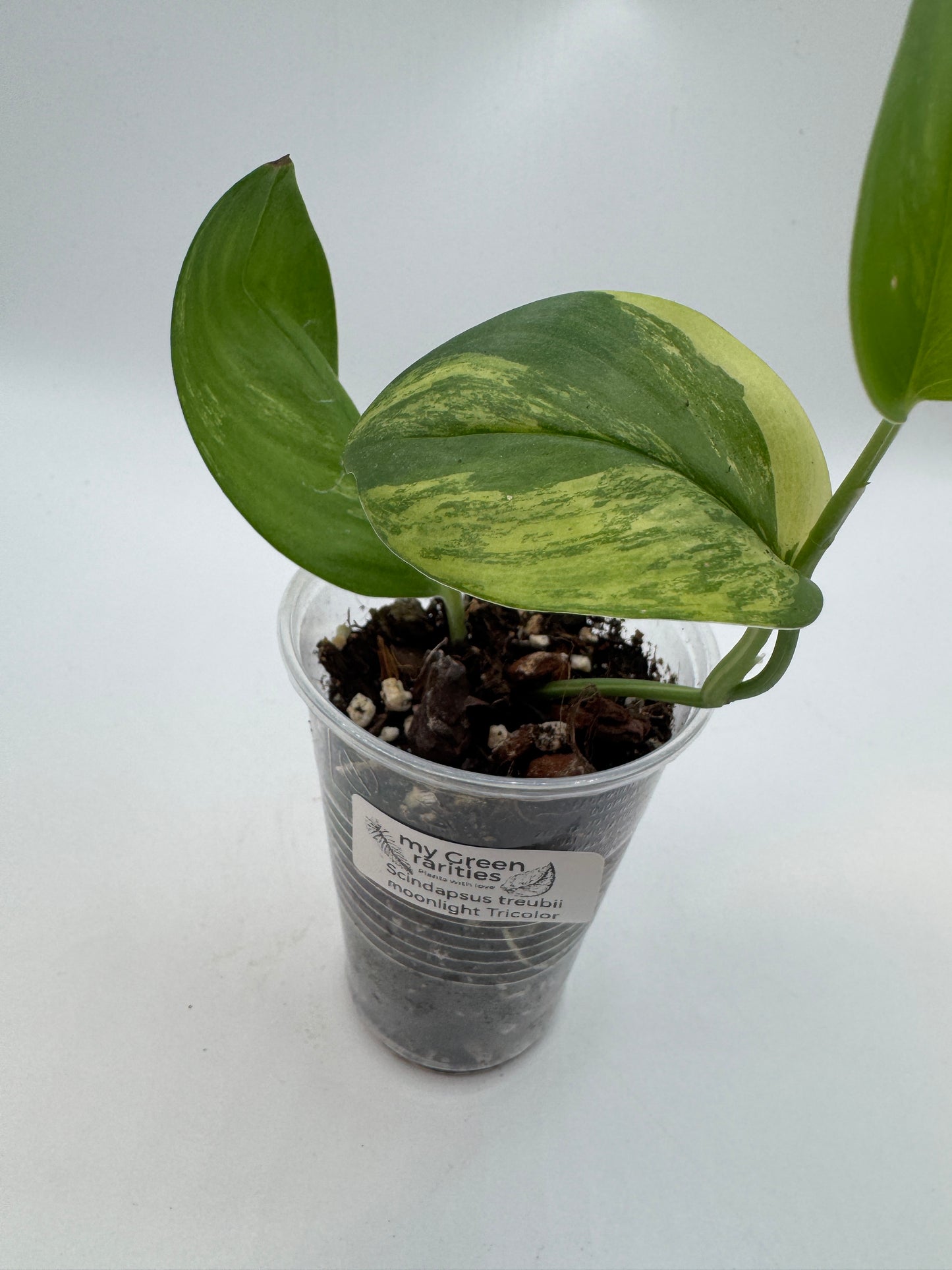 Scindapsus treubii moonlight Tricolor