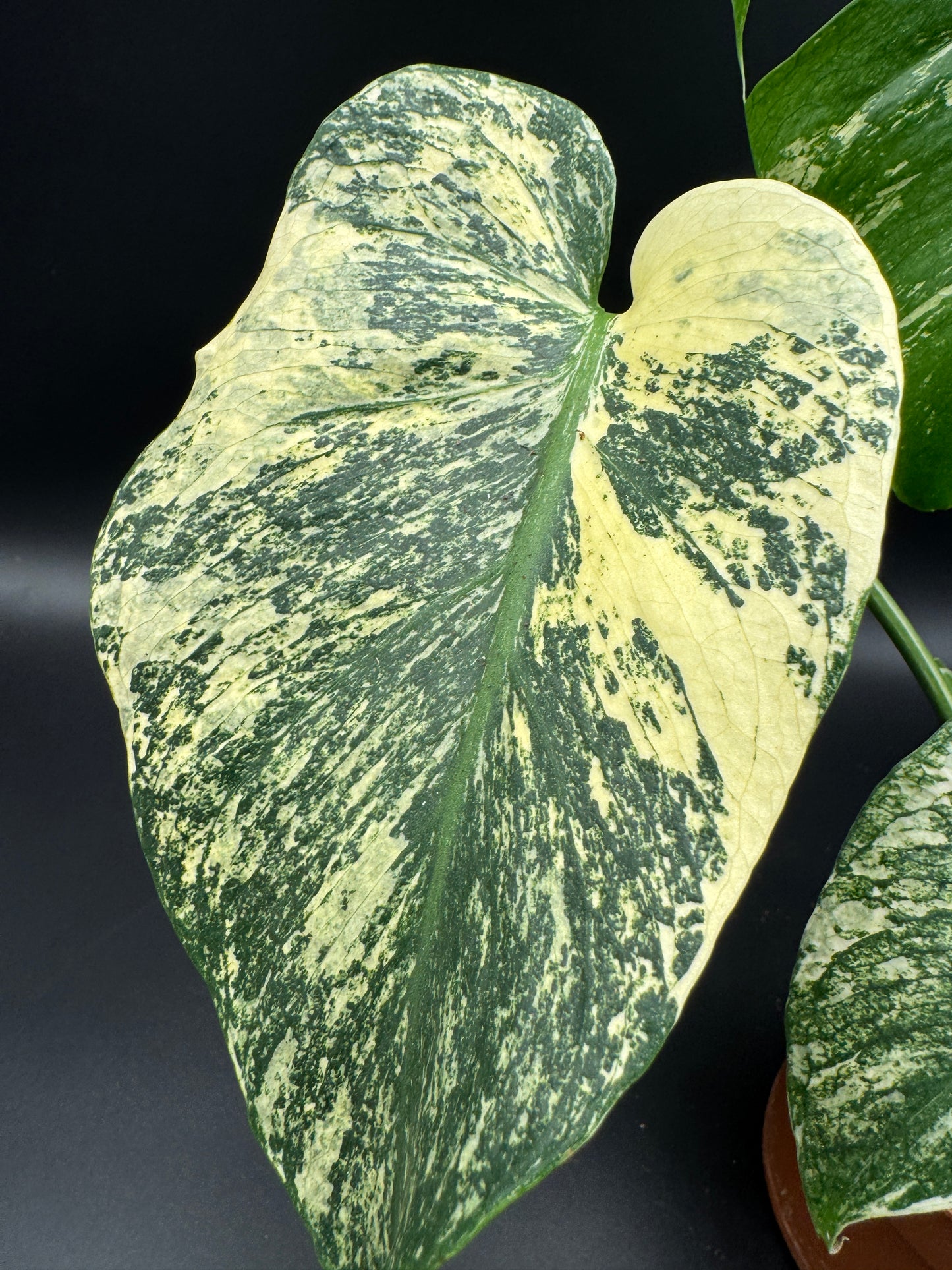 Monstera deliciosa mint variegata