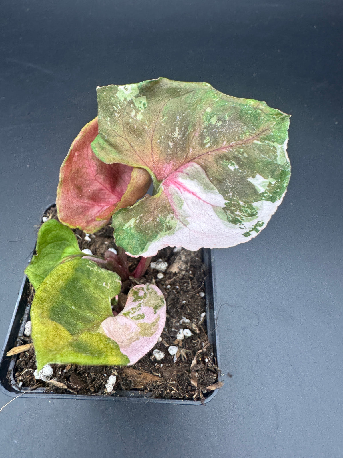 Syngonium strawberry ice Galaxy