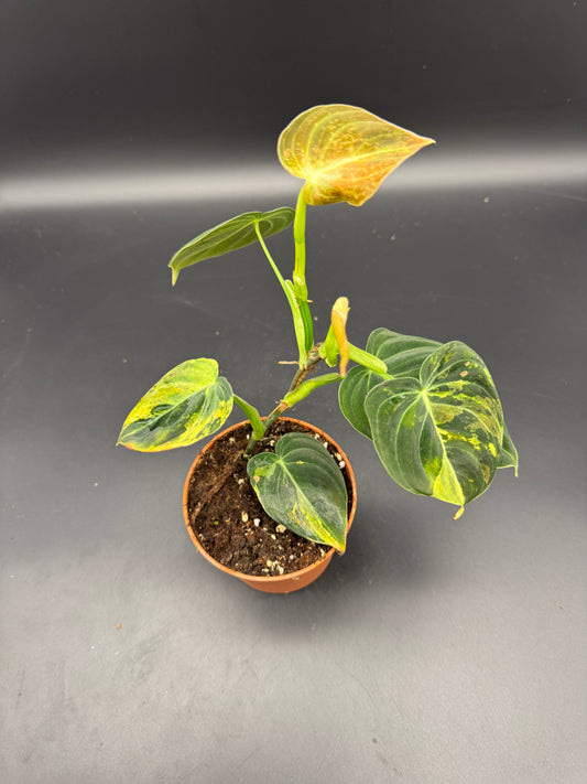 Philodendron melanochrysum variegata Basis gut bewurzelt mit 2 Austrieben
