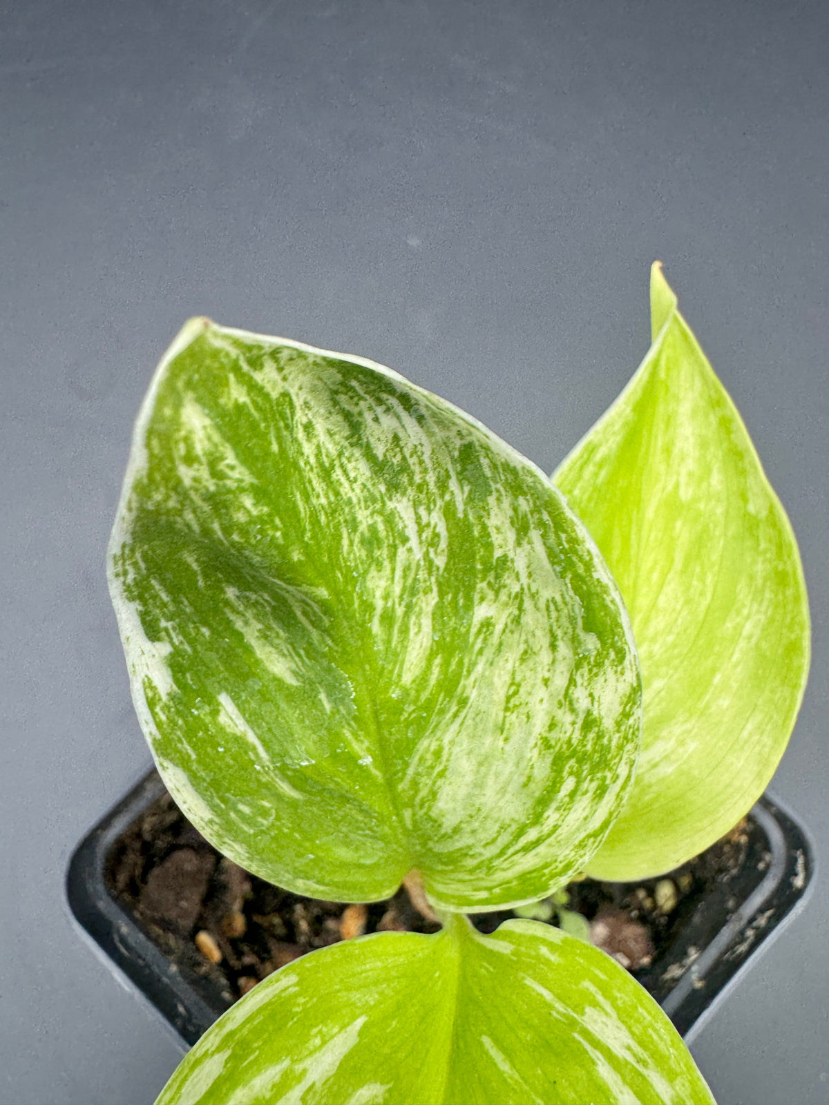 Scindapsus Catas