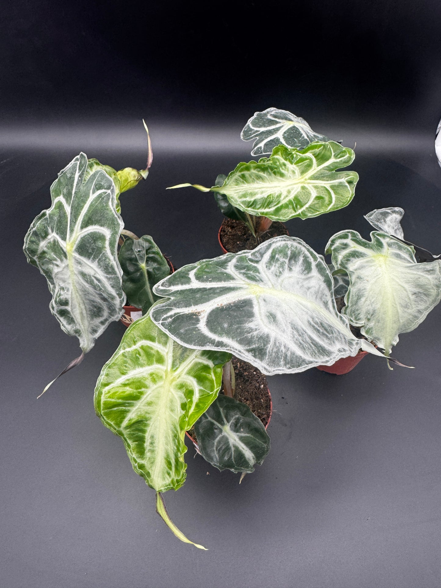 Alocasia Venom Sellers choice
