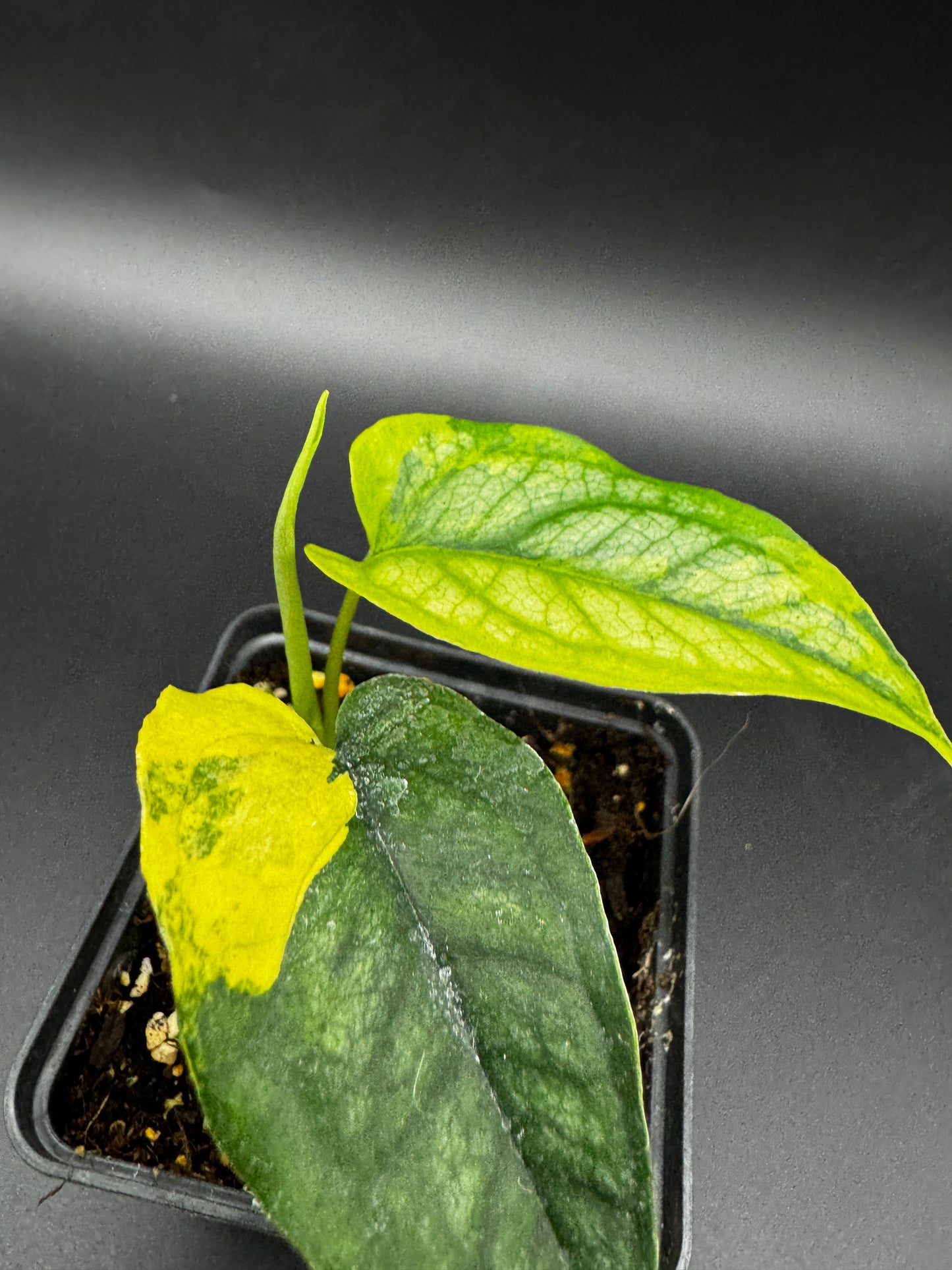 Monstera Siltepecana Aurea variegata