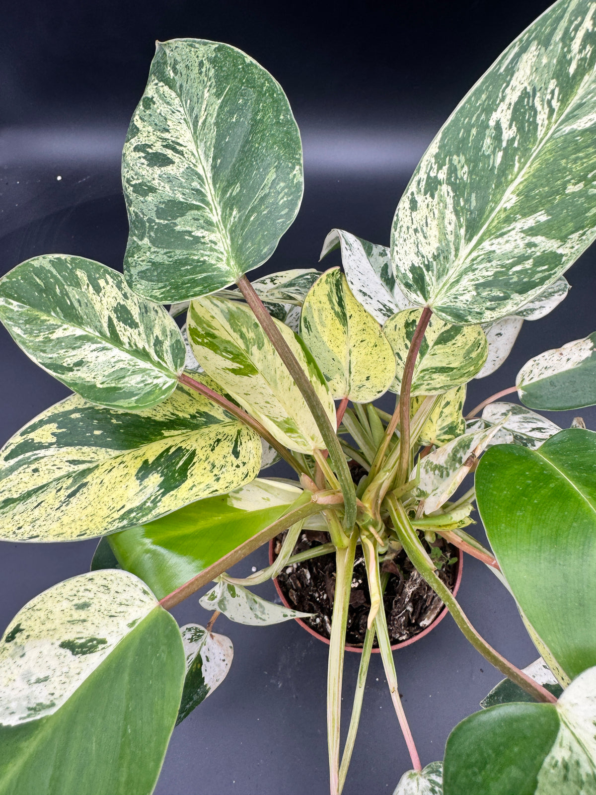 Philodendron Emerald Queen Variegata