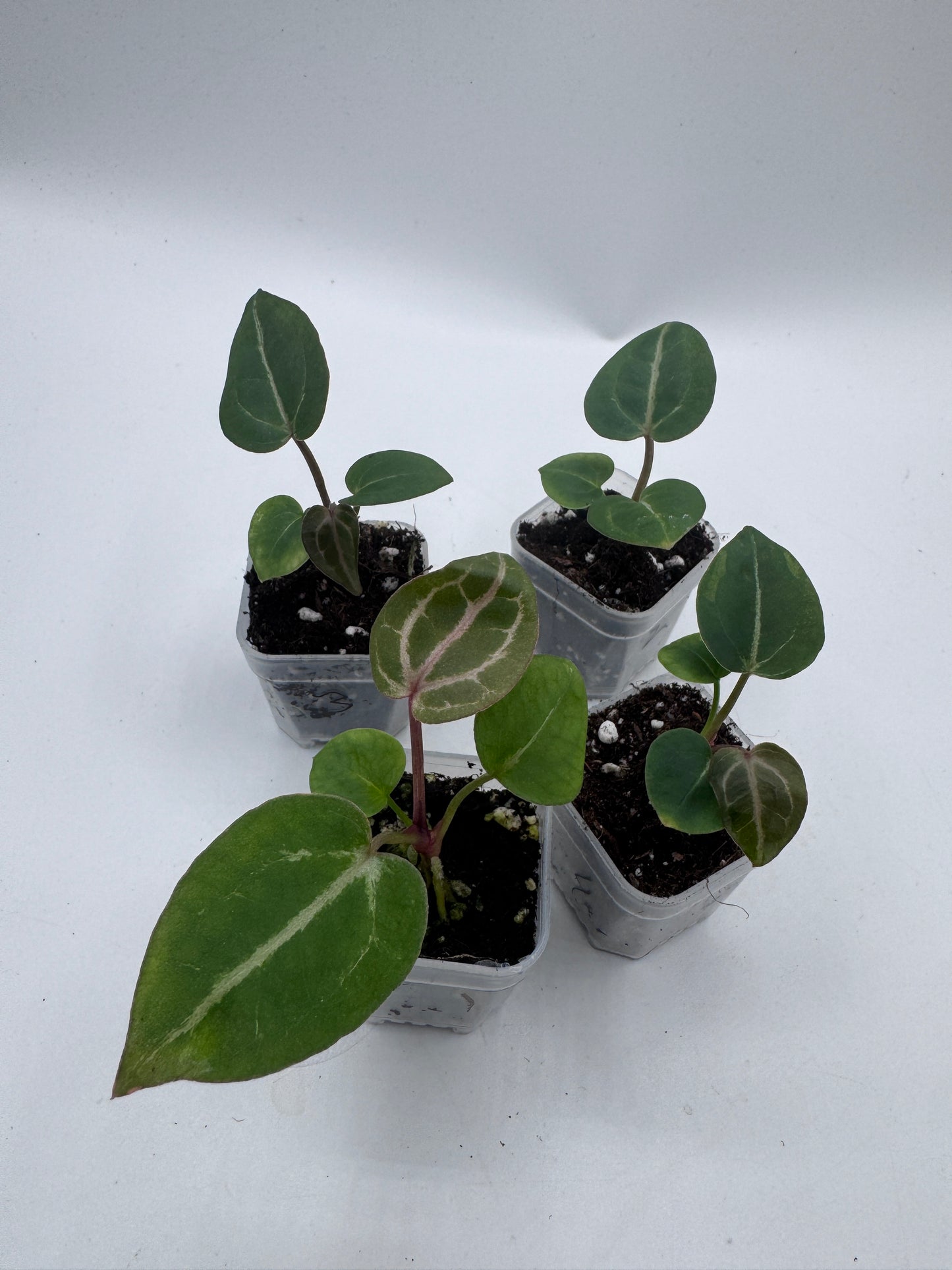 Anthurium Michelle x Michelle