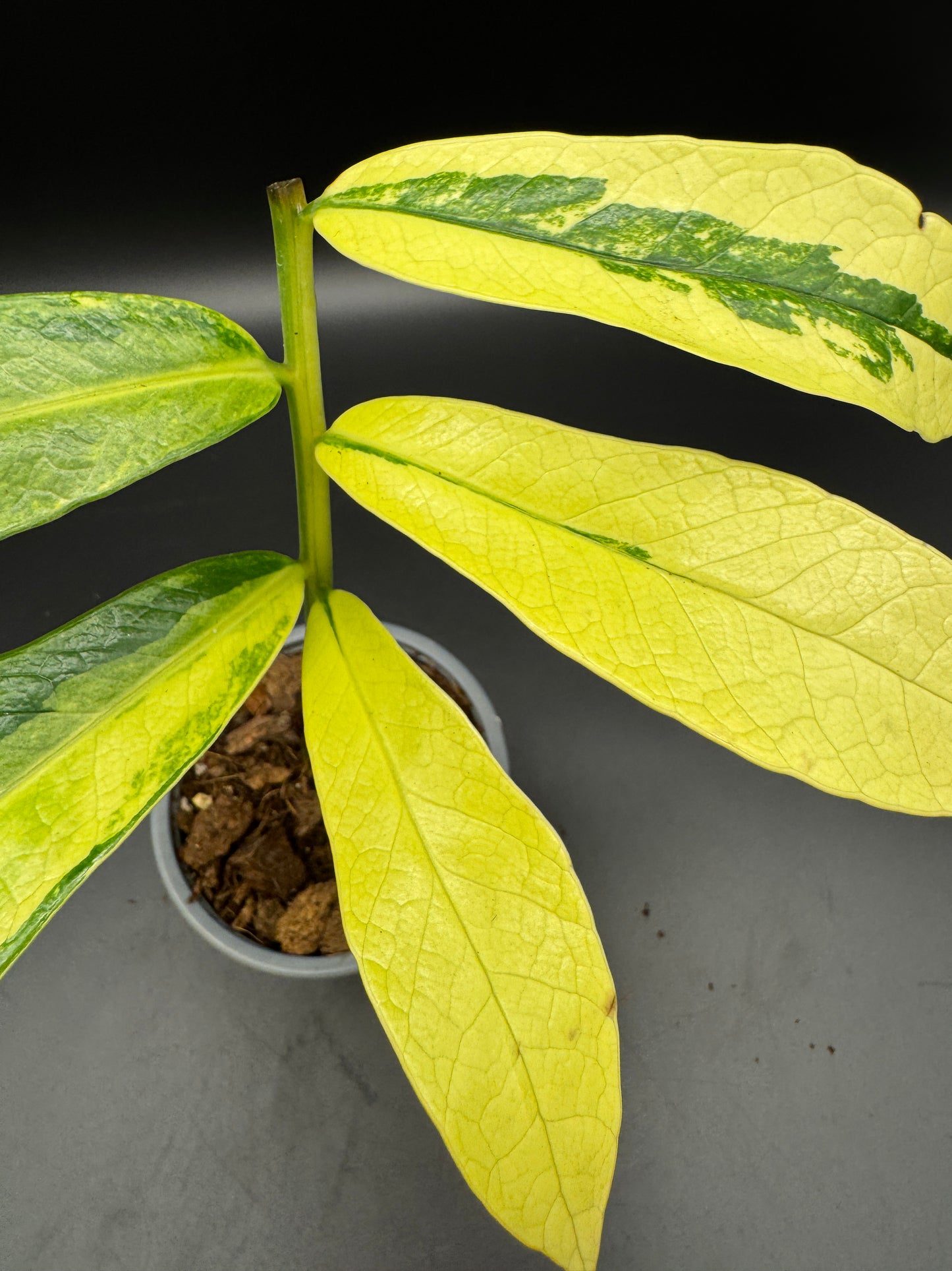 Zomioculcas sp. Kenia Green variegata