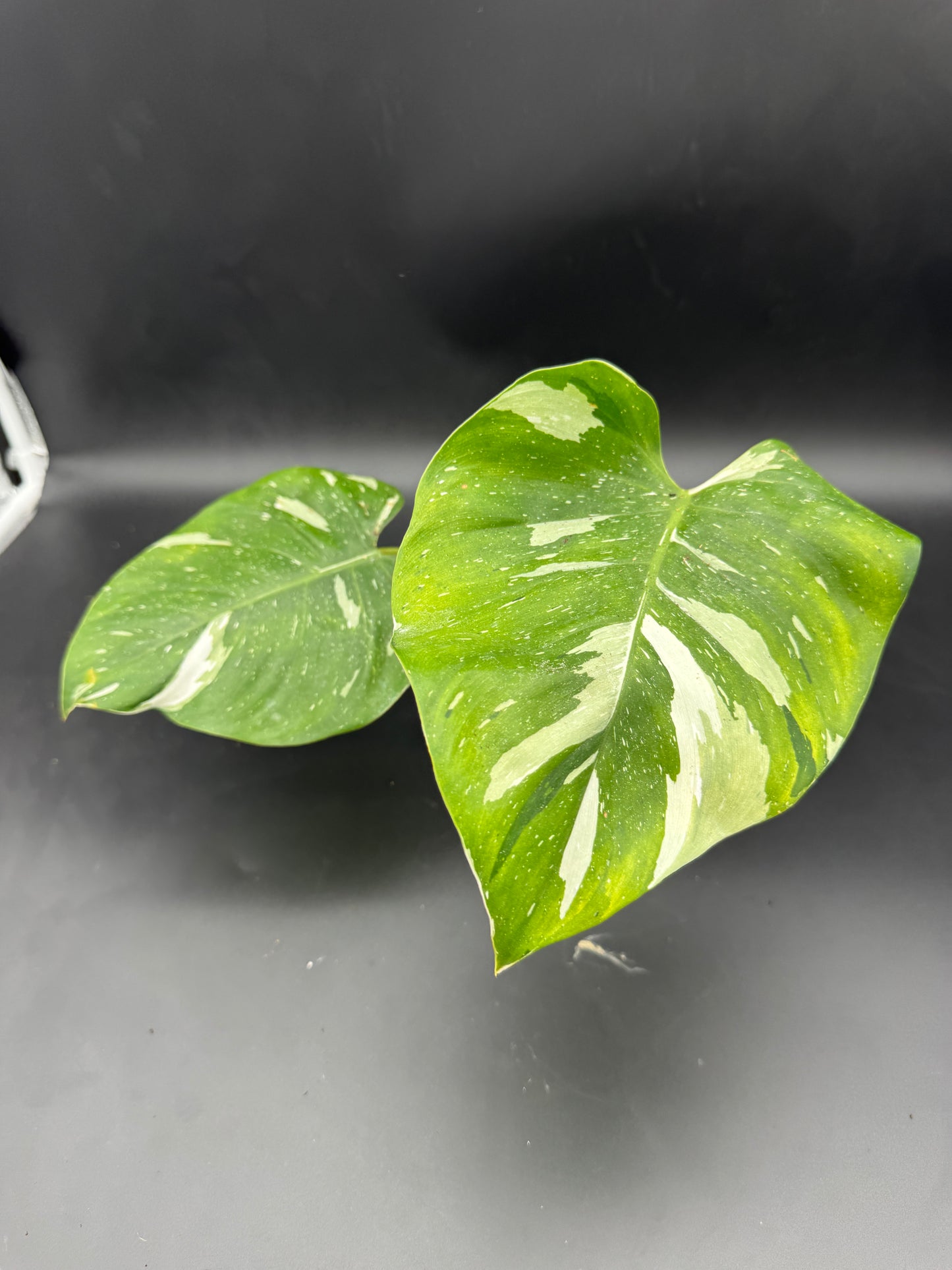 Philodendron white Princess Aurea Tricolorcutting angewurzelt mit Neuaustrieb