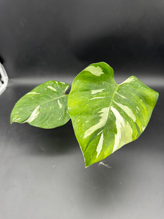 Philodendron white Princess Aurea Tricolorcutting angewurzelt mit Neuaustrieb