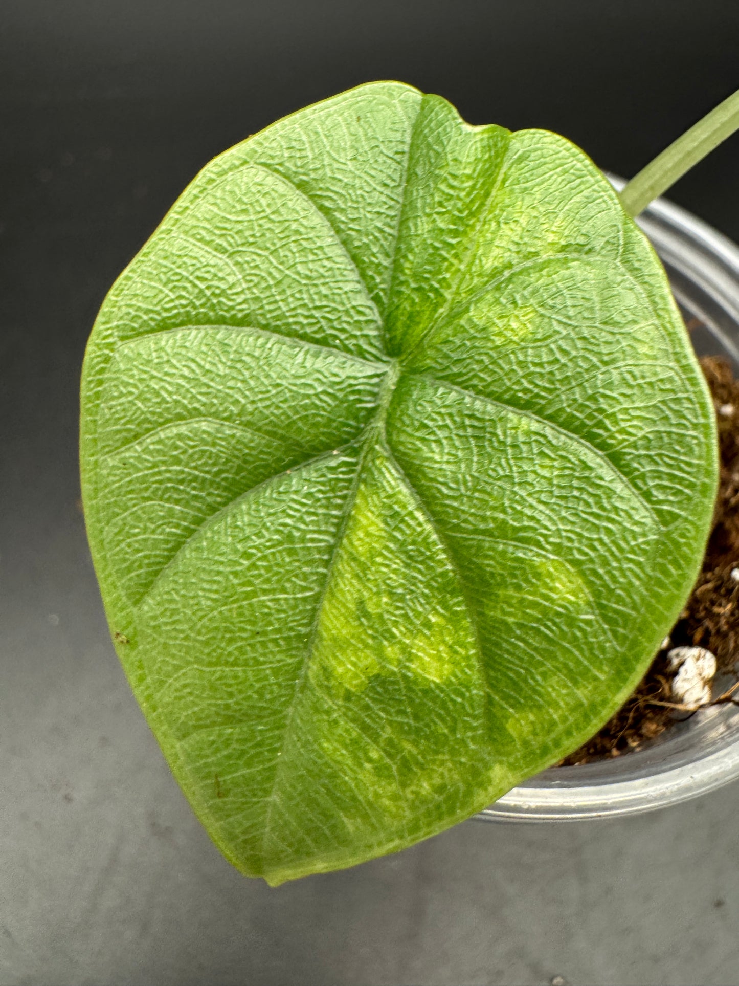 Alocasia melo aurea variegata