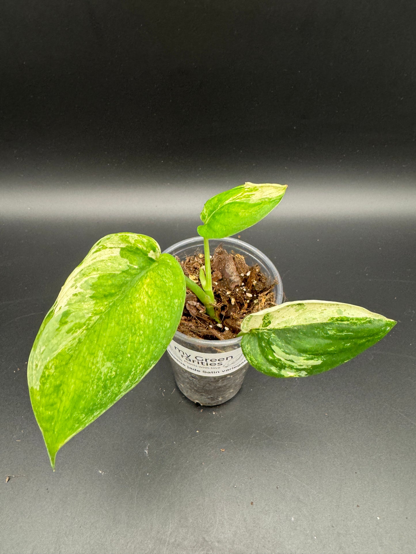 Scindapsus jade Satin variegata