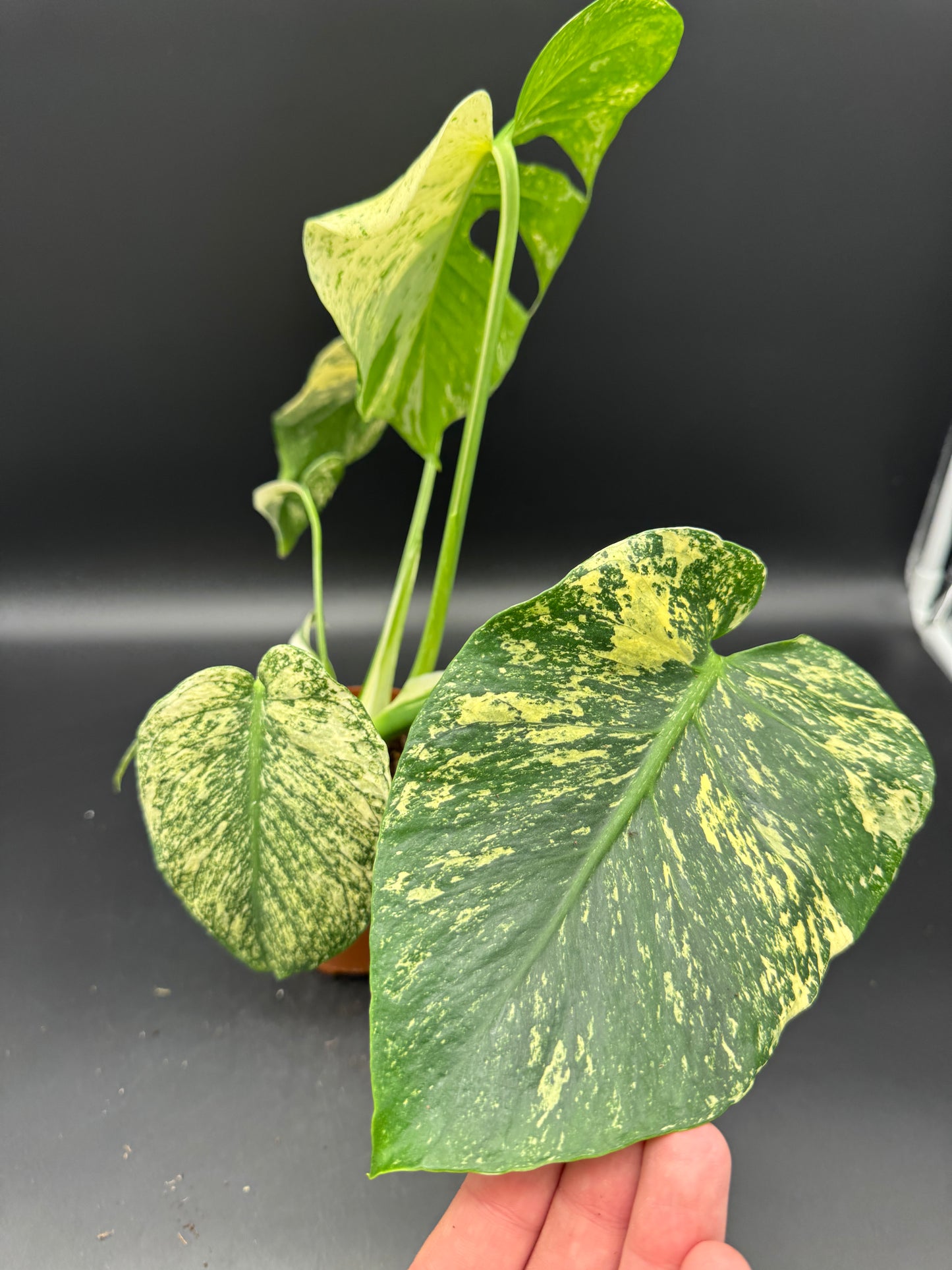 Monstera deliciosa mint variegata