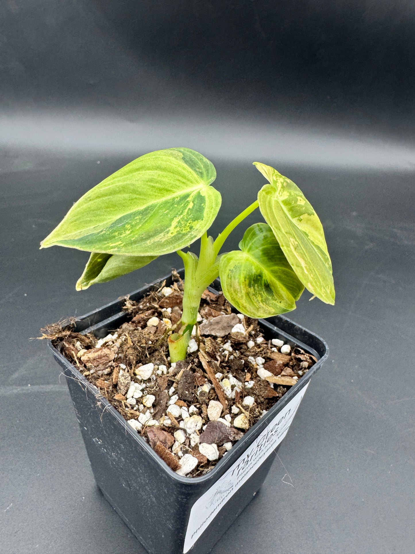 Philodendron melanochrysum variegata
