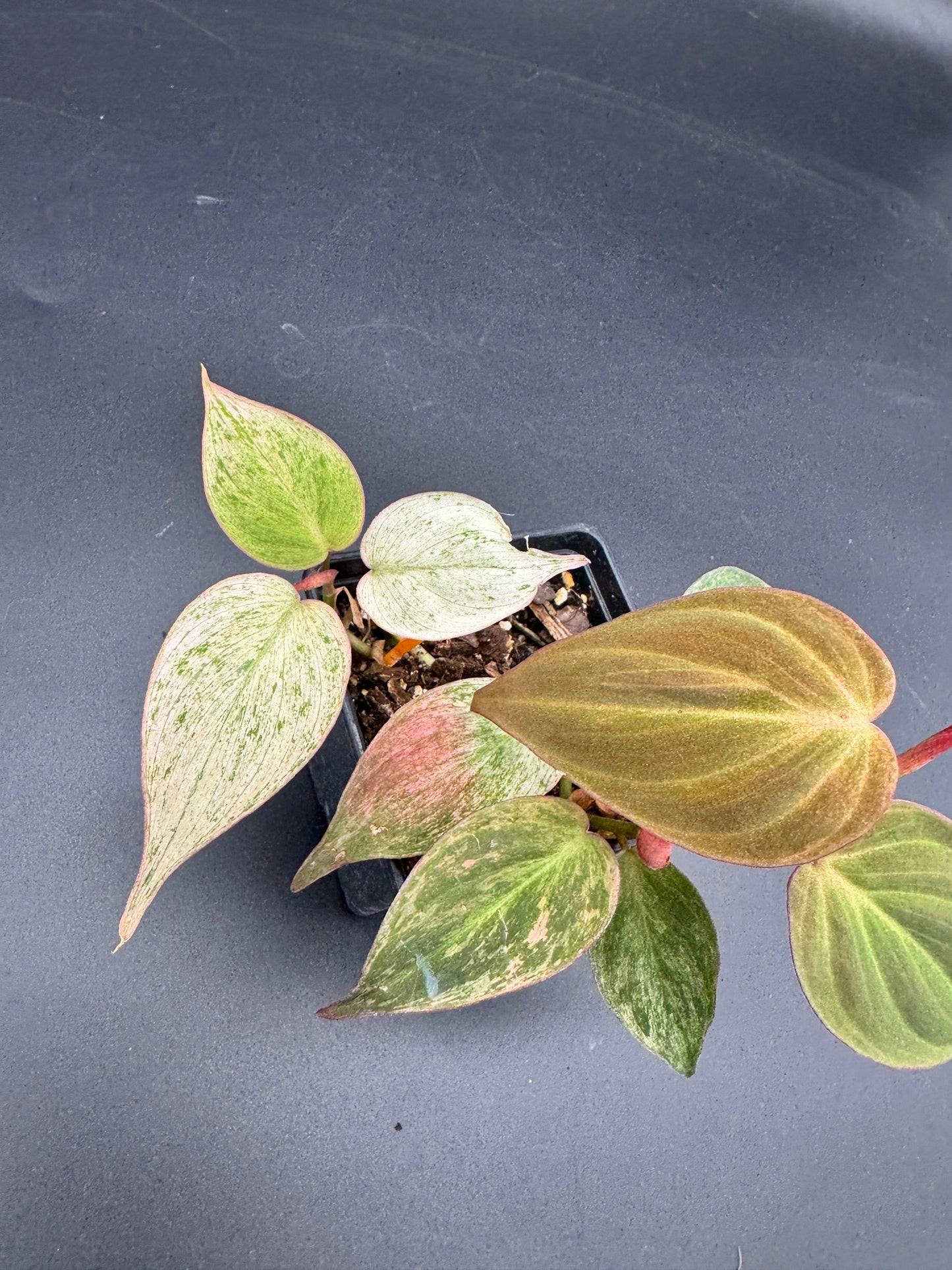 Philodendron micans pink marble variegata