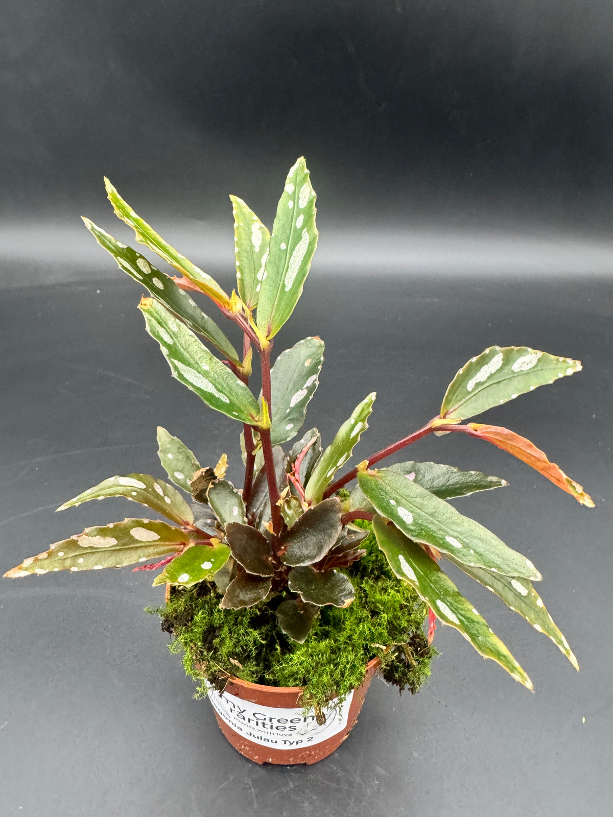 Begonia Julau Typ 2