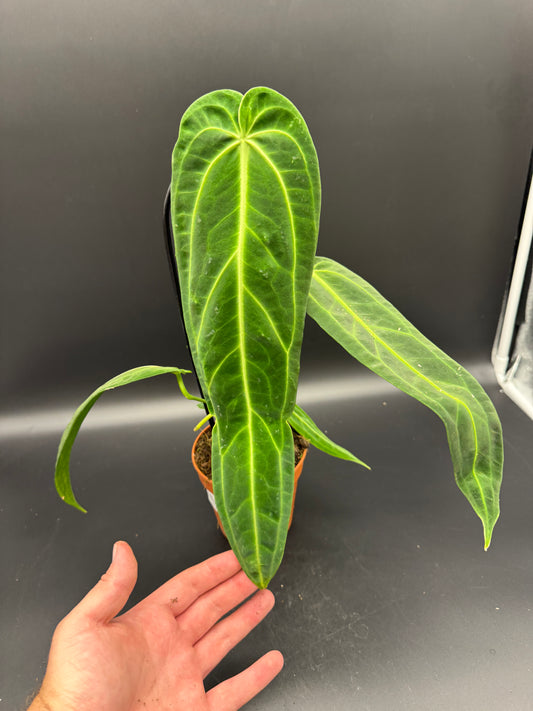 Anthurium waroqueanum