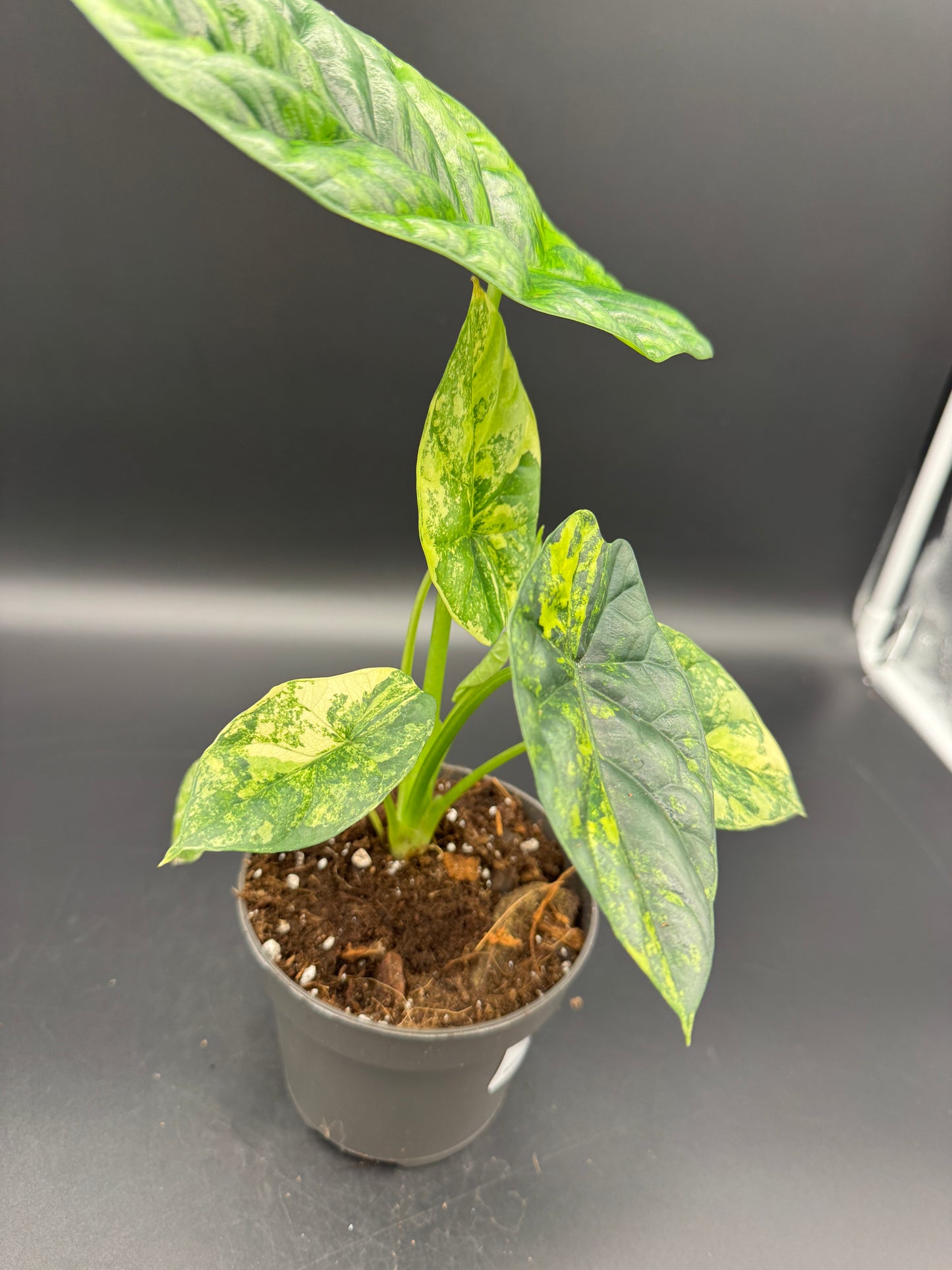 Alocasia sinuata aurea
