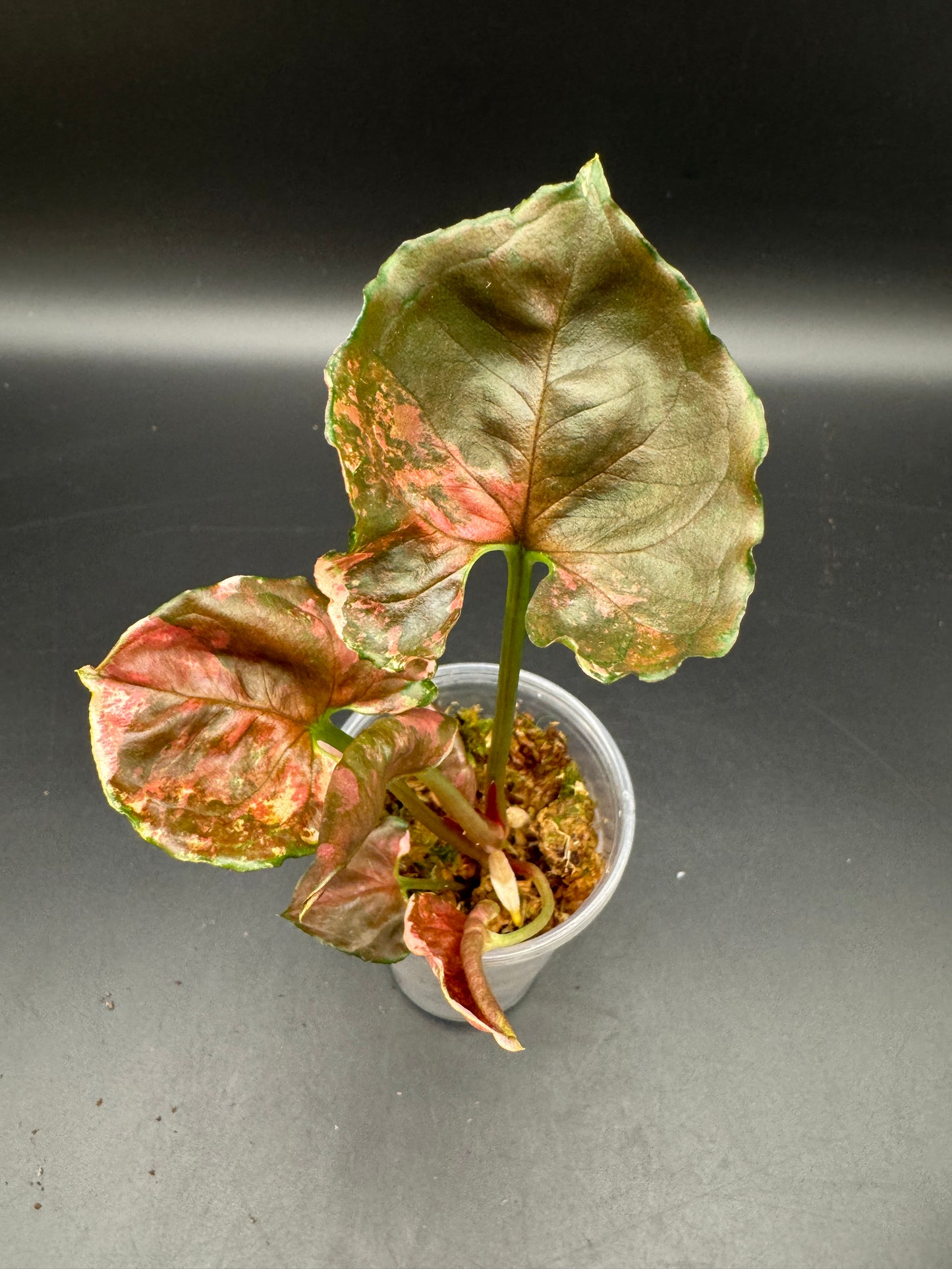 Syngonium strawberry ice Galaxy