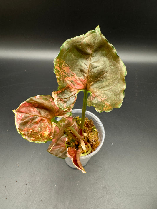 Syngonium strawberry ice Galaxy