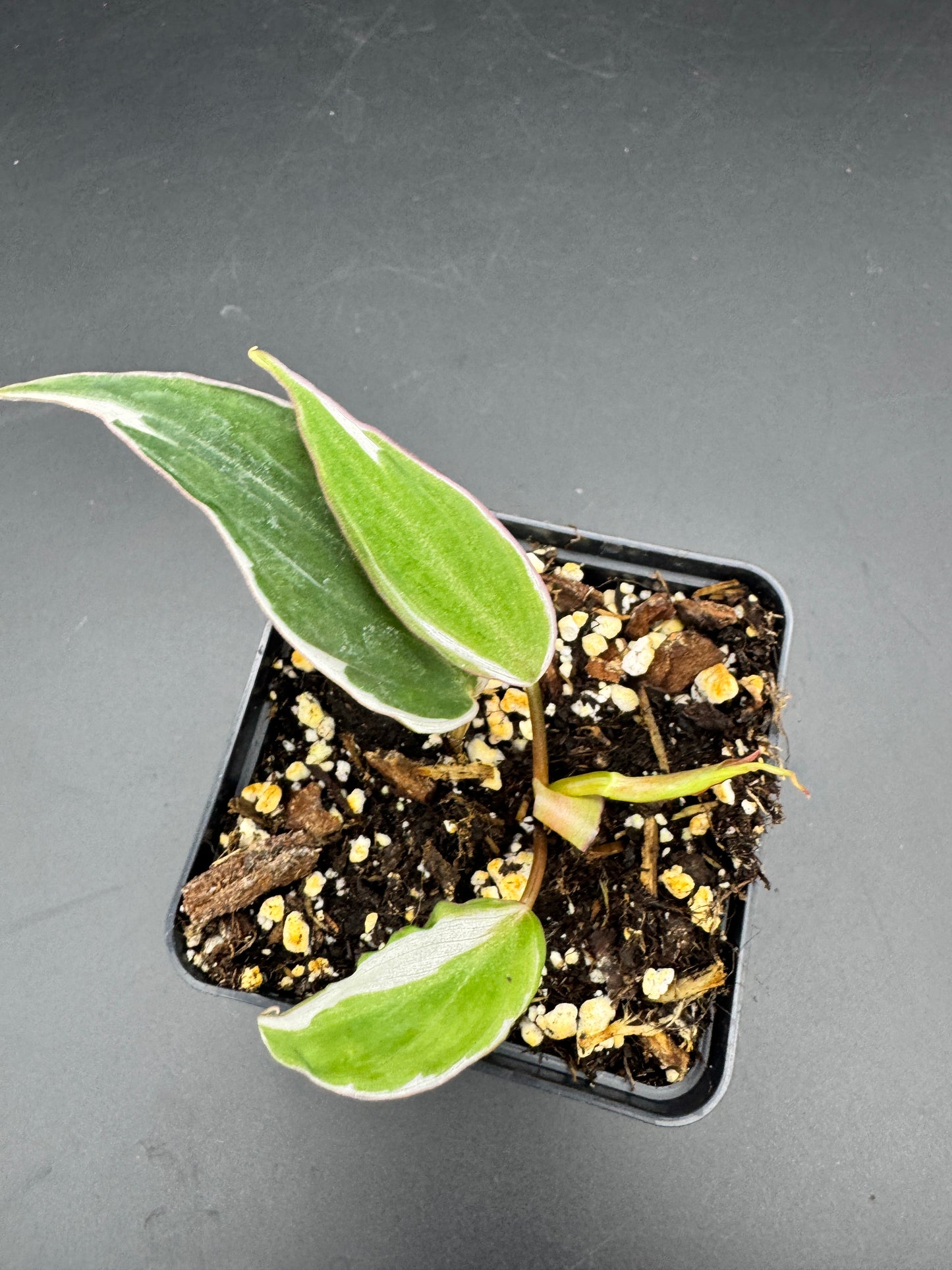 Philodendron micans velvet halo variegata