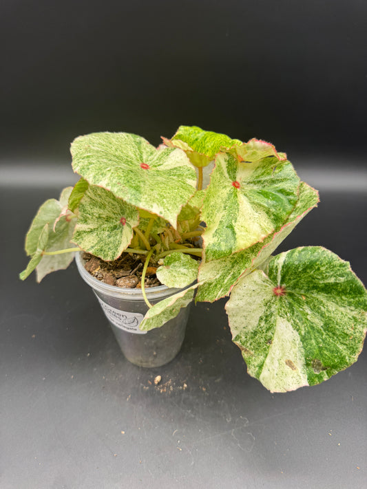 Begonia Rouge variegata