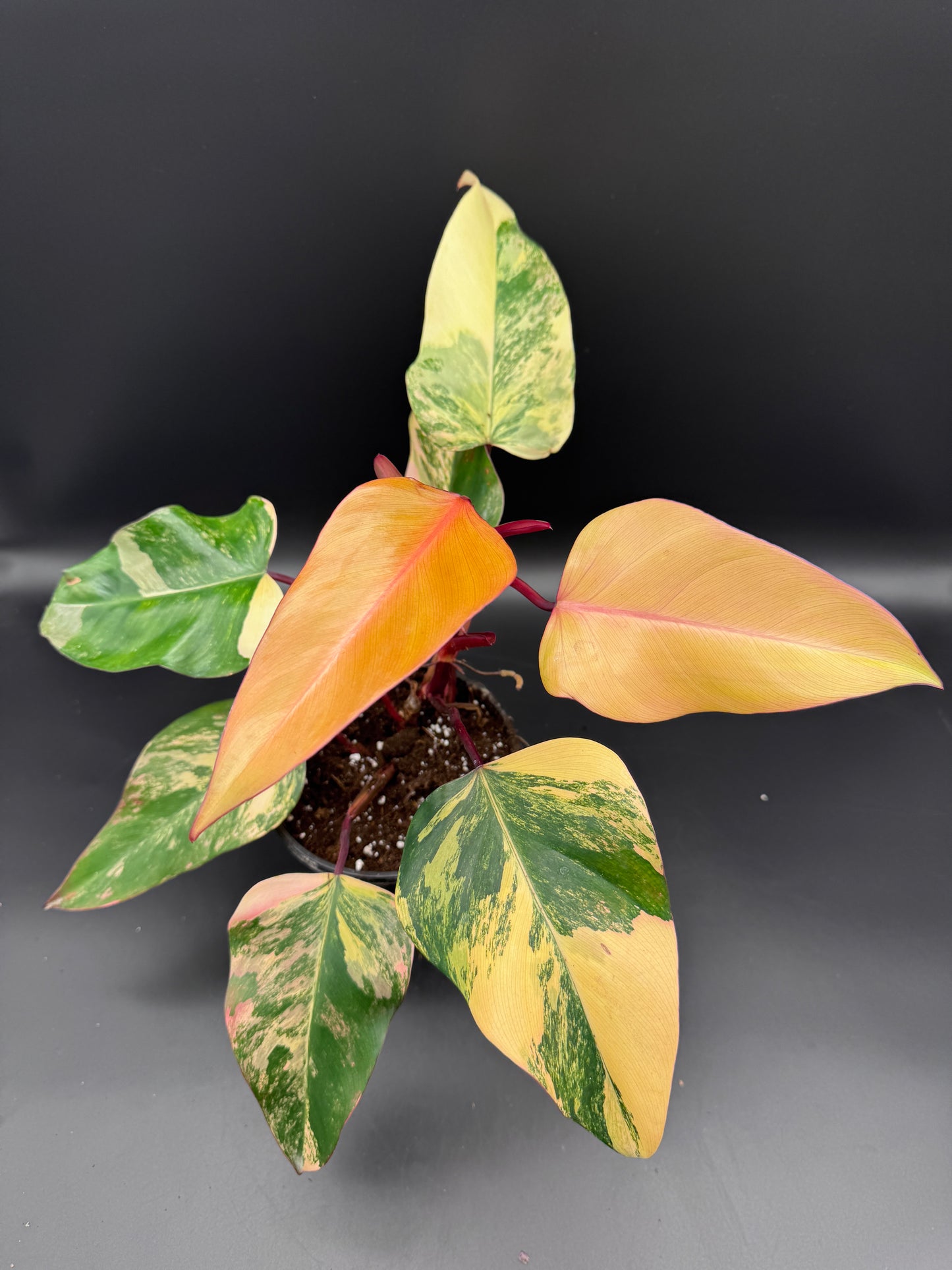 Philodendron strawberry Shake