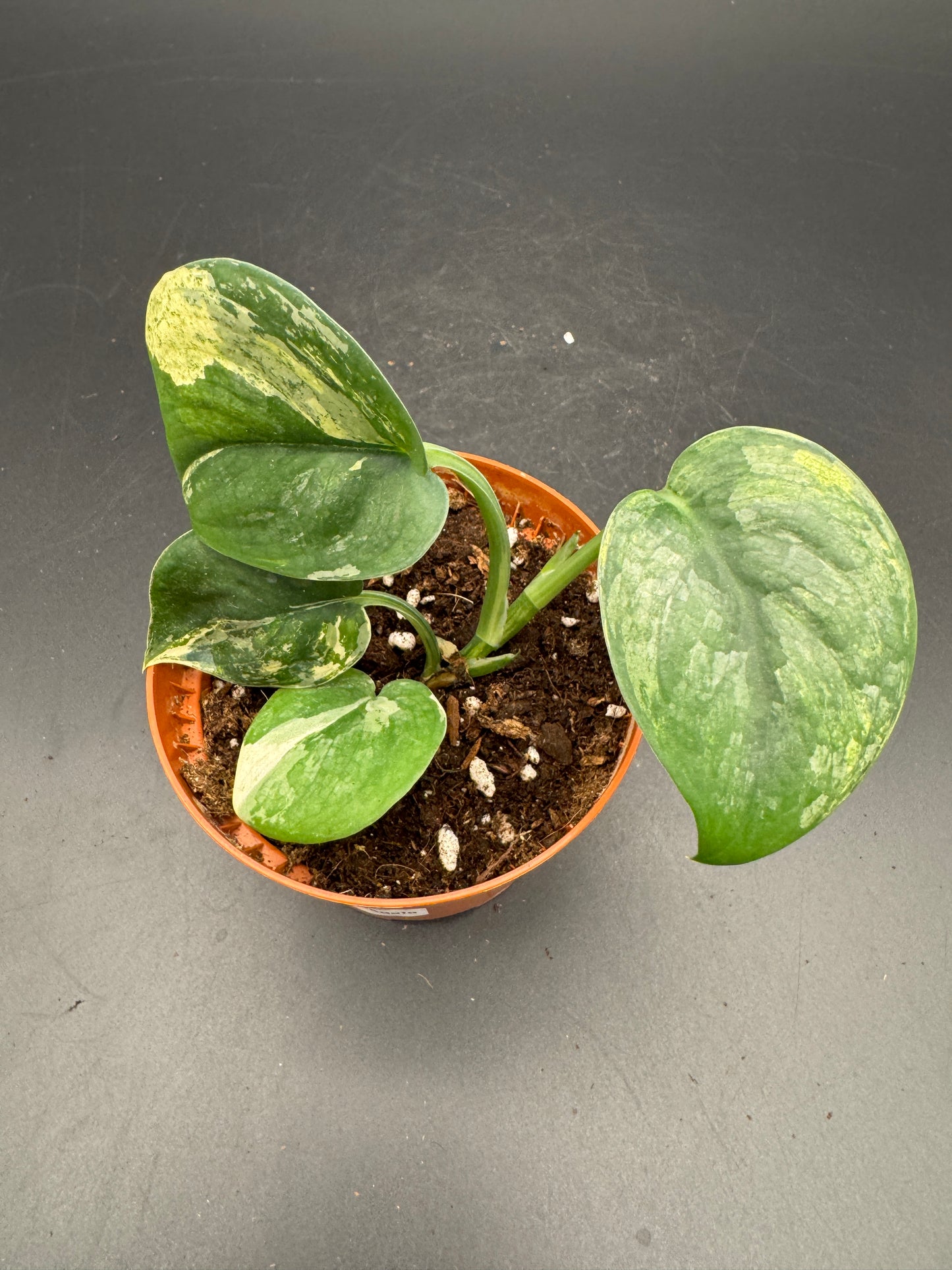 Scindapsus Jade Satin variegata
