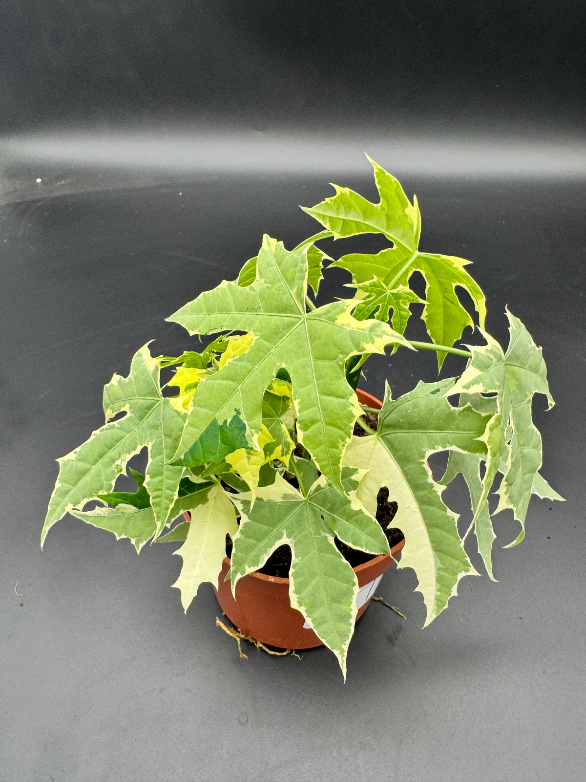Cnidoscolus aconitifolius Variegata