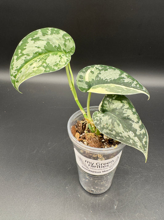 Scindapsus Mayari