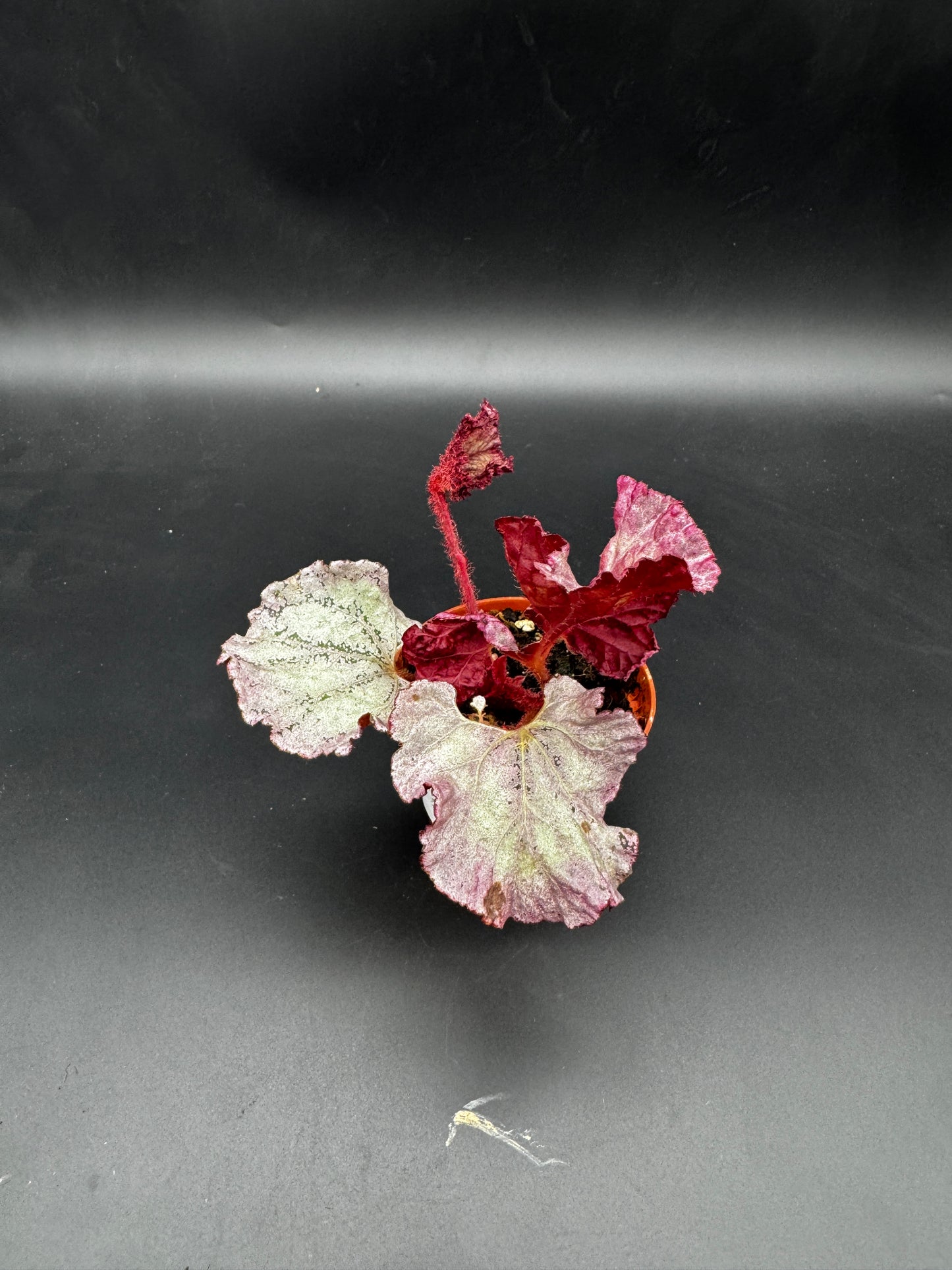 Begonia pink Panther