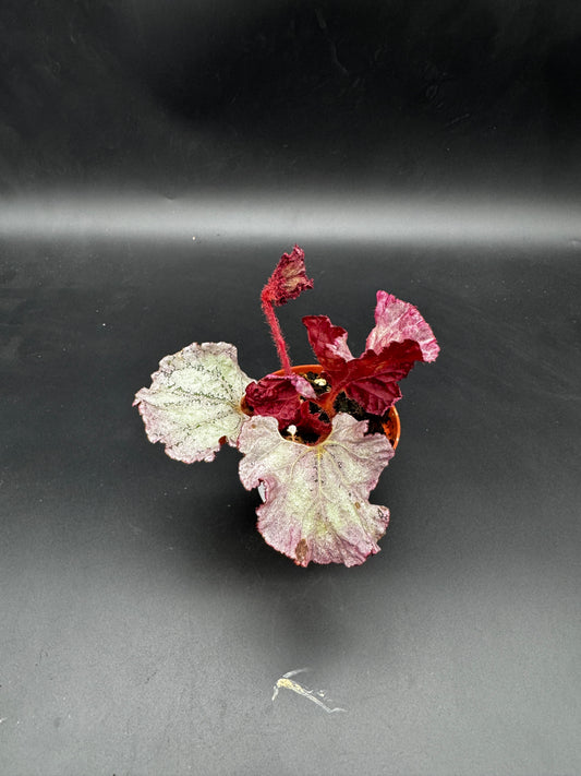 Begonia pink Panther
