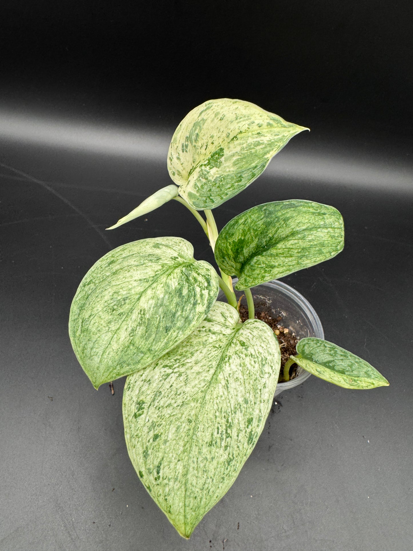 Scindapsus Silver Splash variegata
