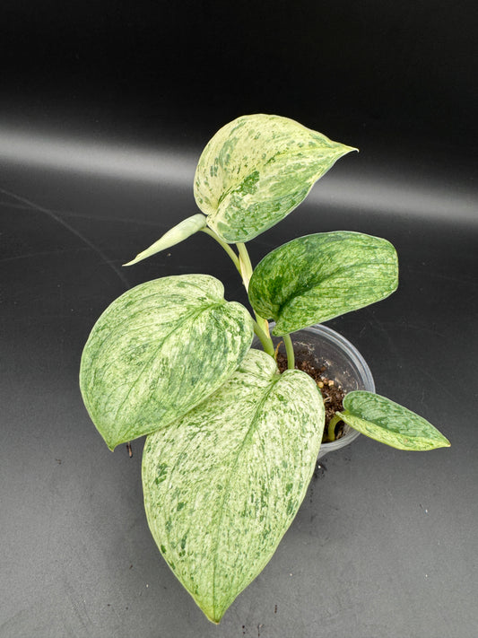 Scindapsus Silver Splash variegata