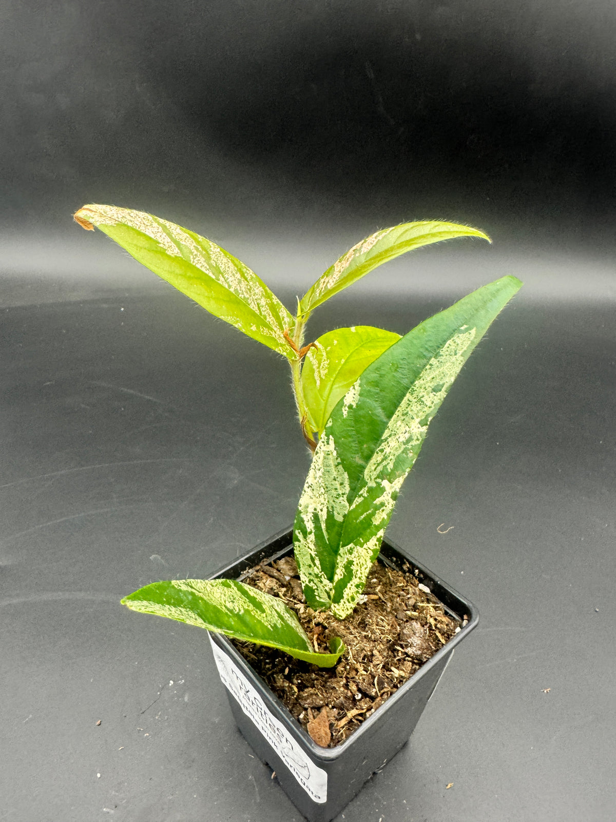 Ficus Sagittata Pink Variegata