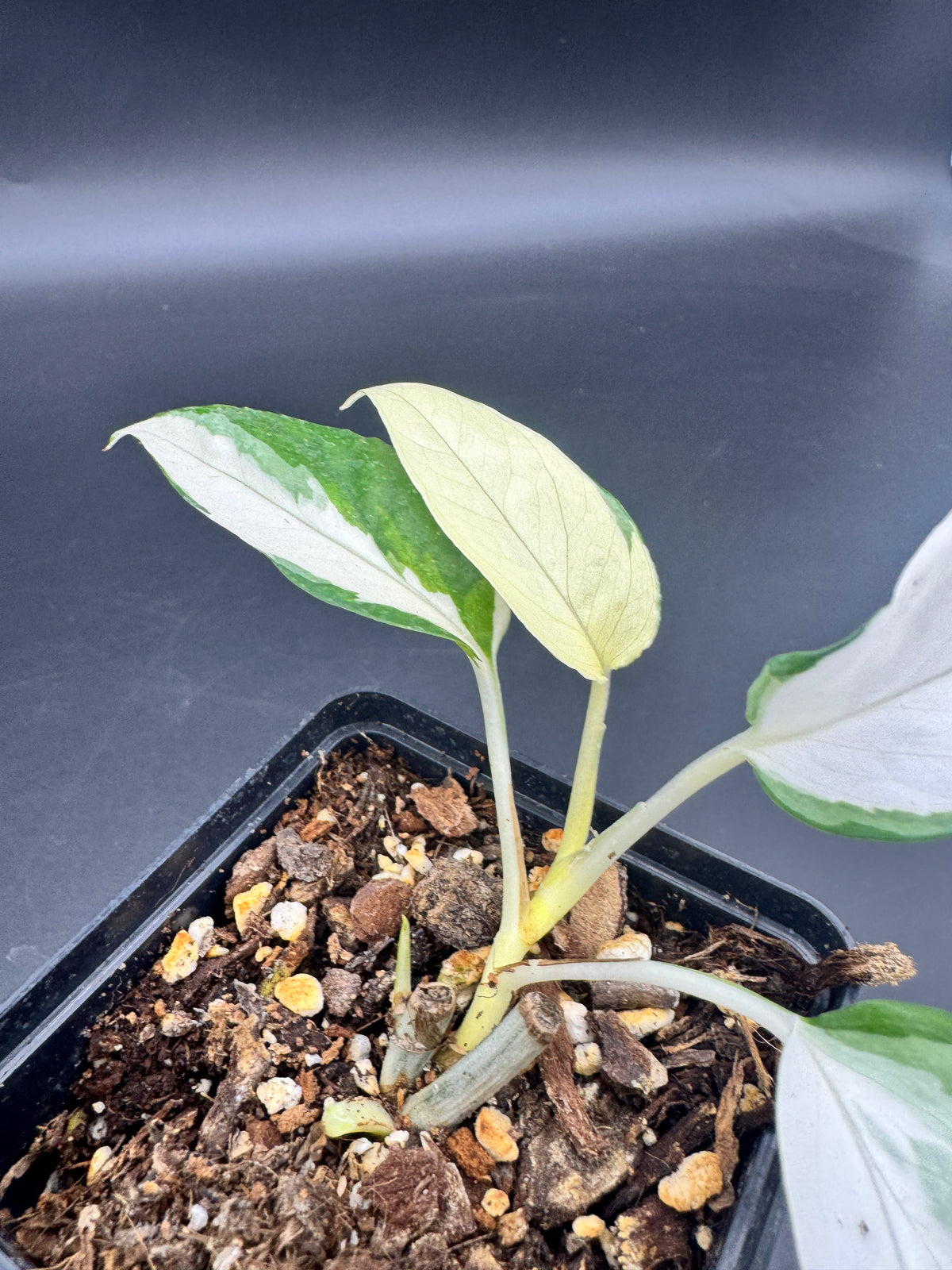Epipremnum pinnatum Ghostie
