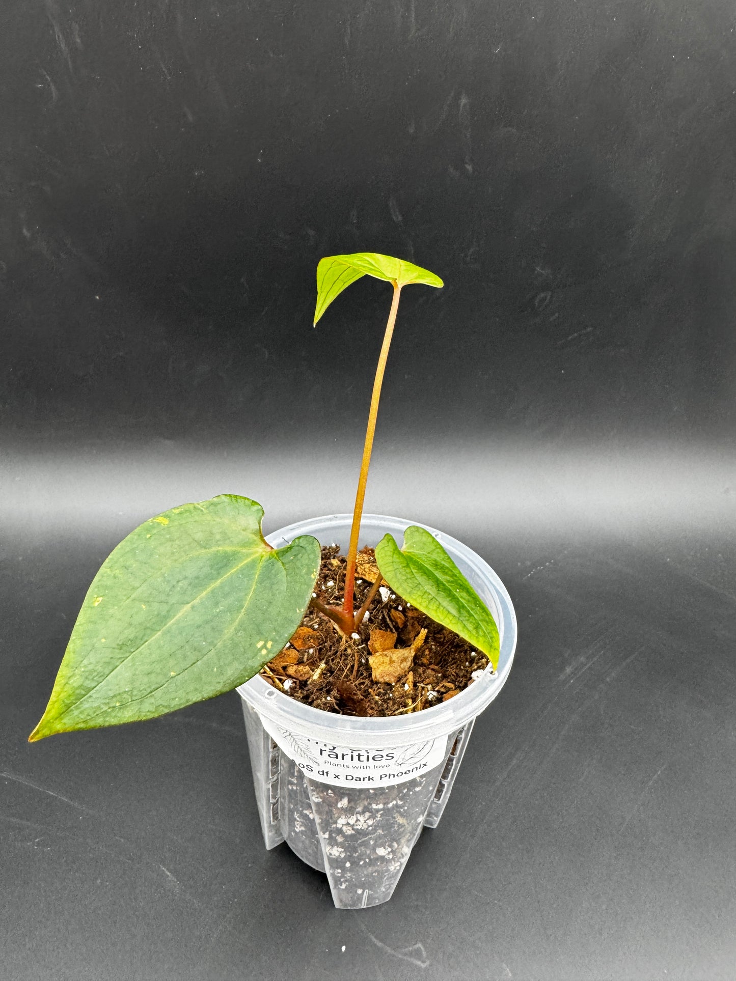 Anthurium Ace of Spades dark form x Dark Phoenix