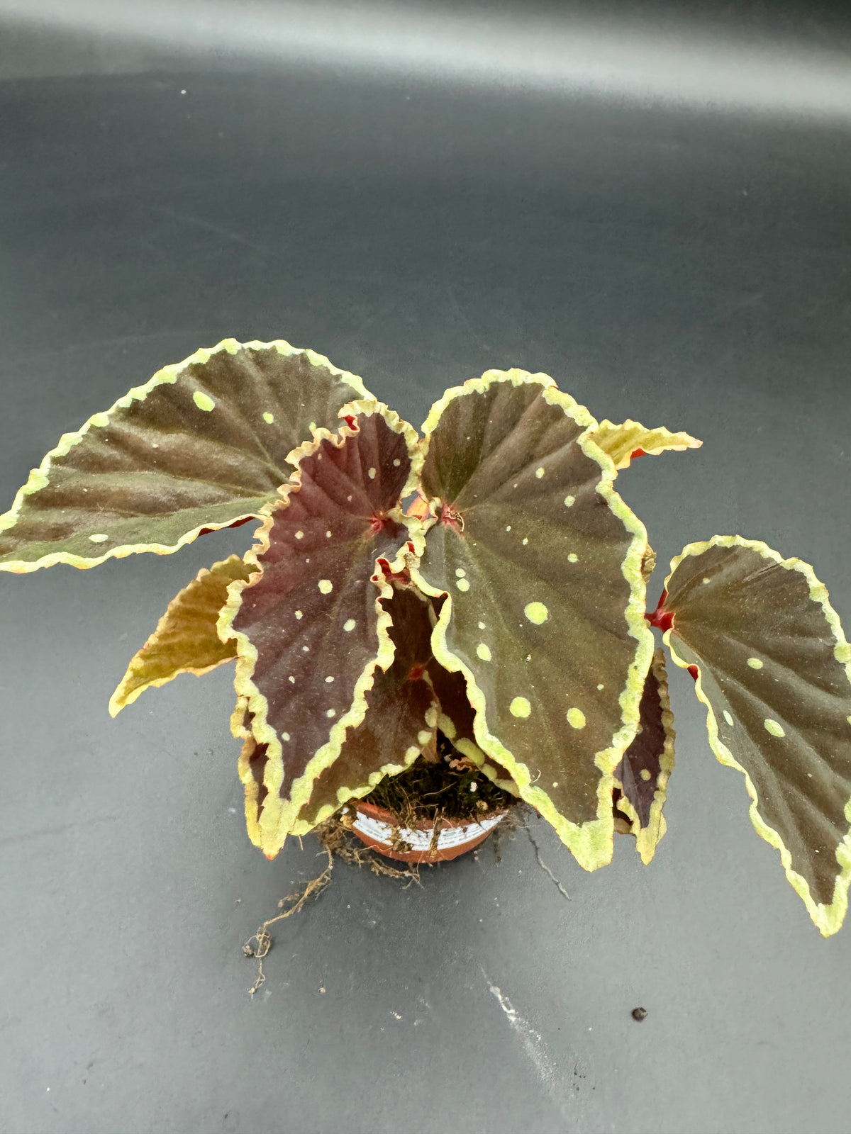 Begonia Darthvaderiana Green Spots