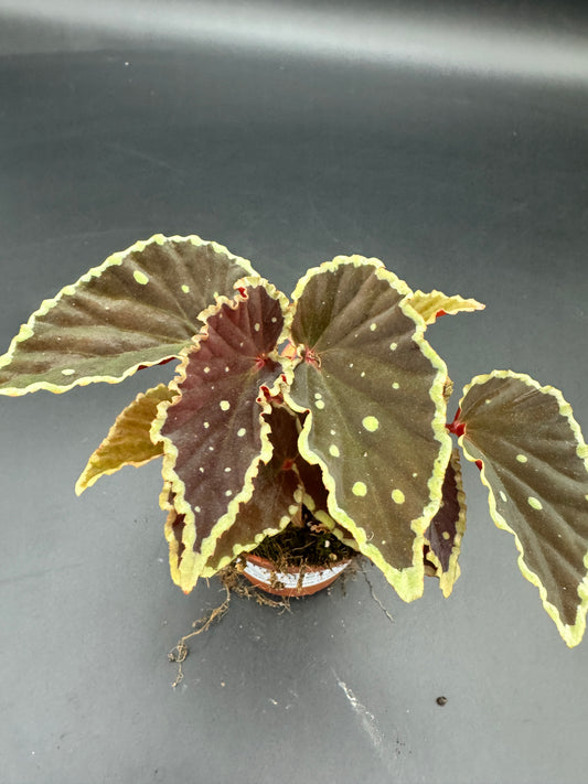 Begonia Darthvaderiana Green Spots