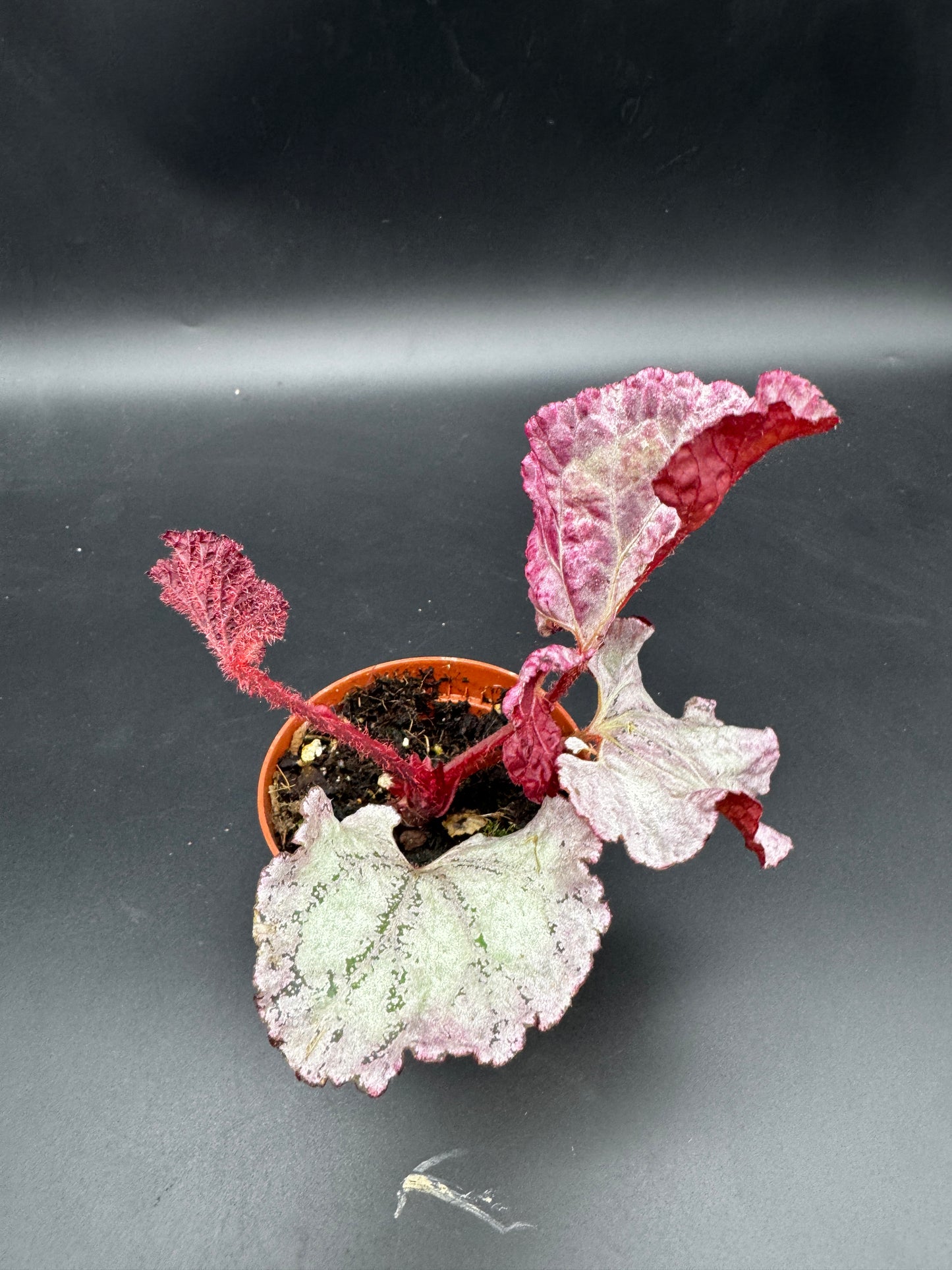 Begonia pink Panther