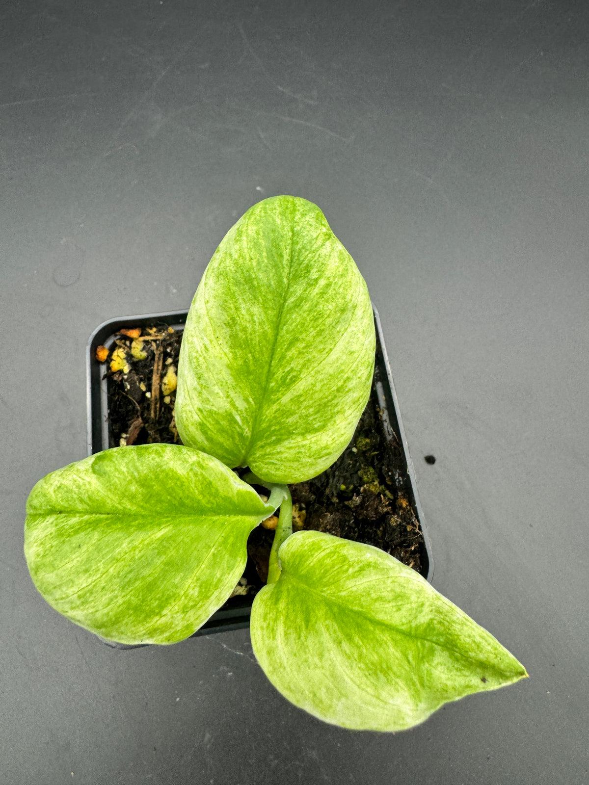 Scindapsus treubii ghost mint variegata