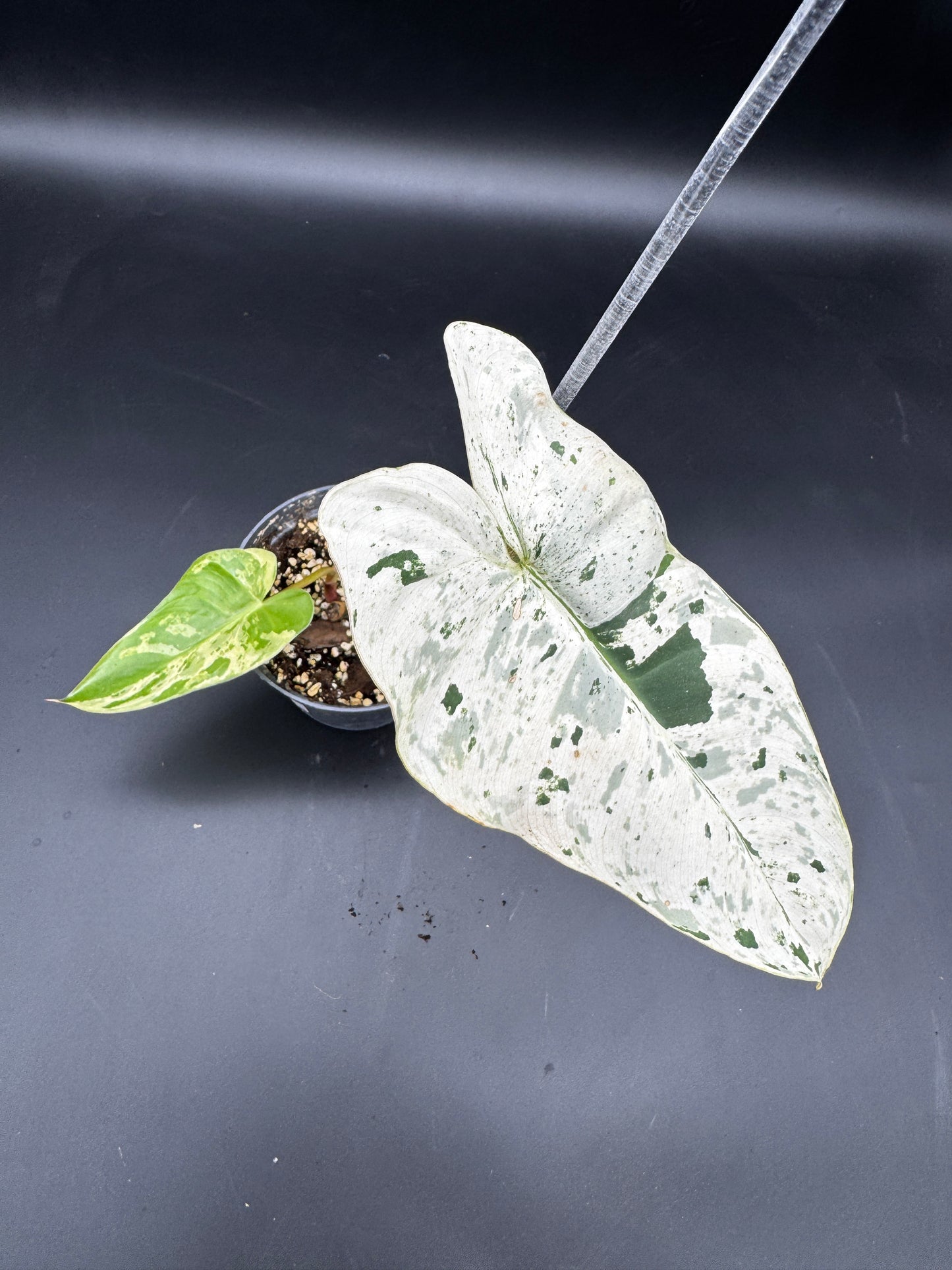 Philodendron Ilsemanii variegata
