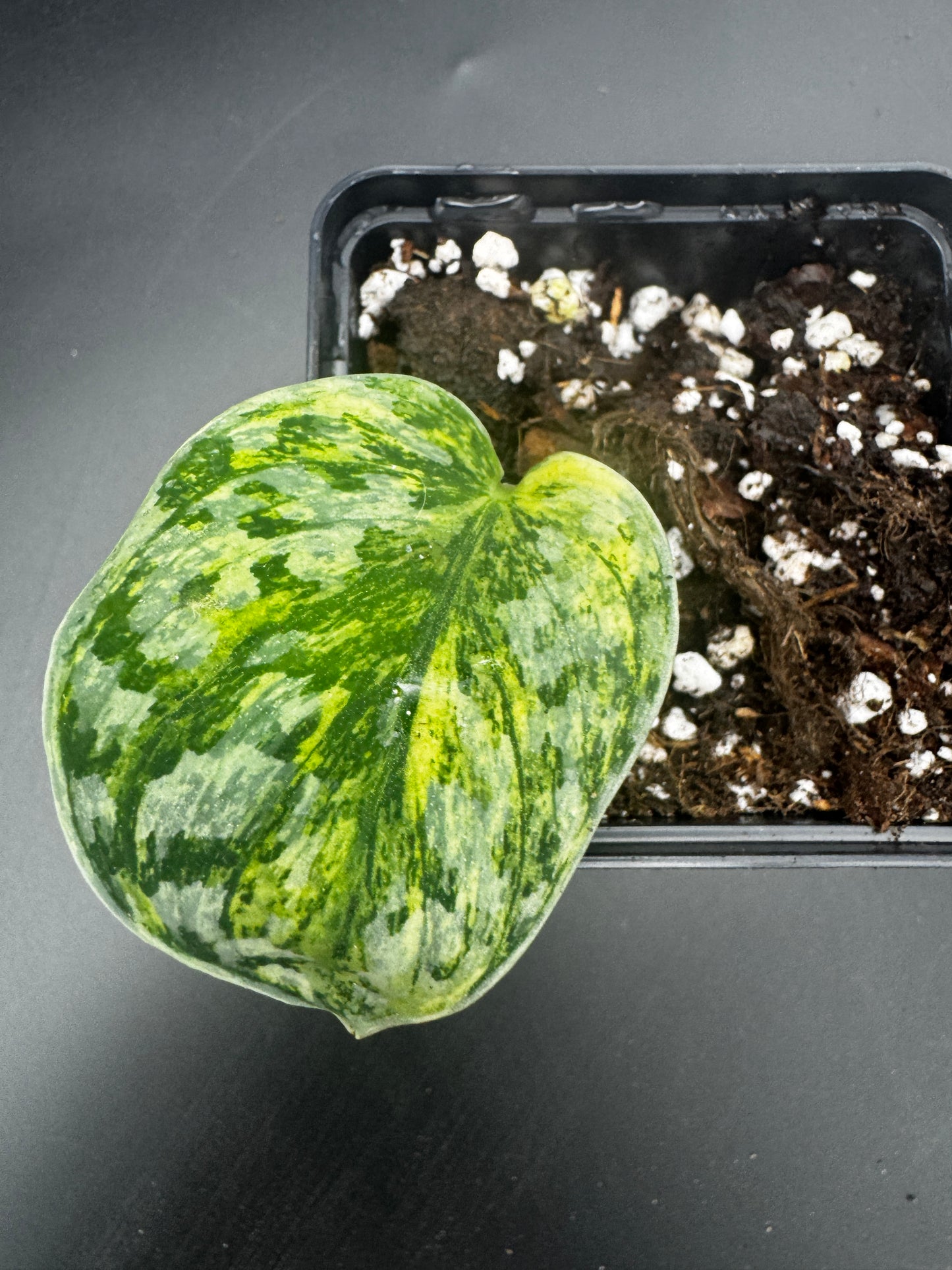 Scindapsus Collector’s Trio